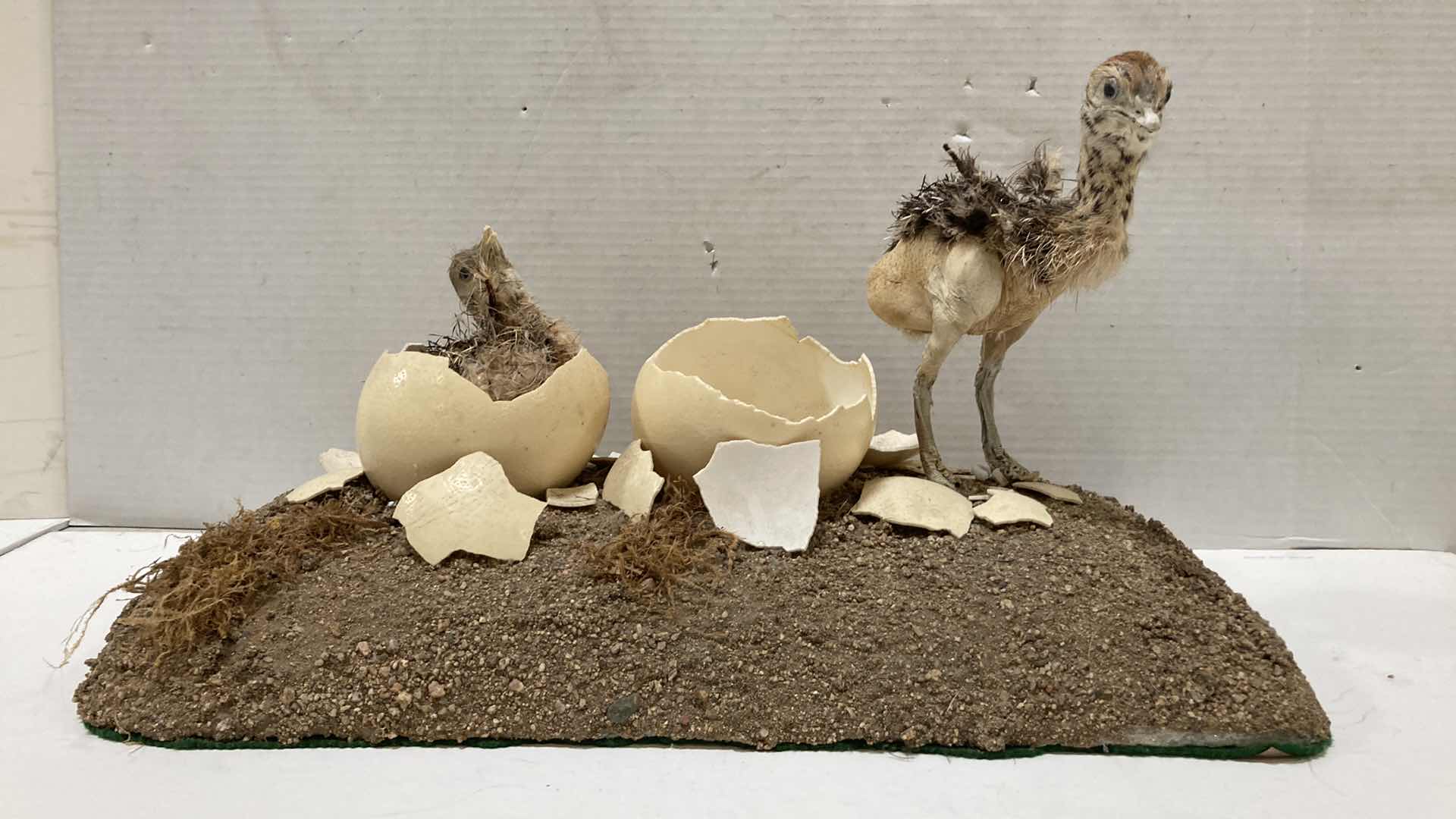 Photo 2 of PHEASANT CHICKS HATCHING SCENE 24” X 12” H 13”