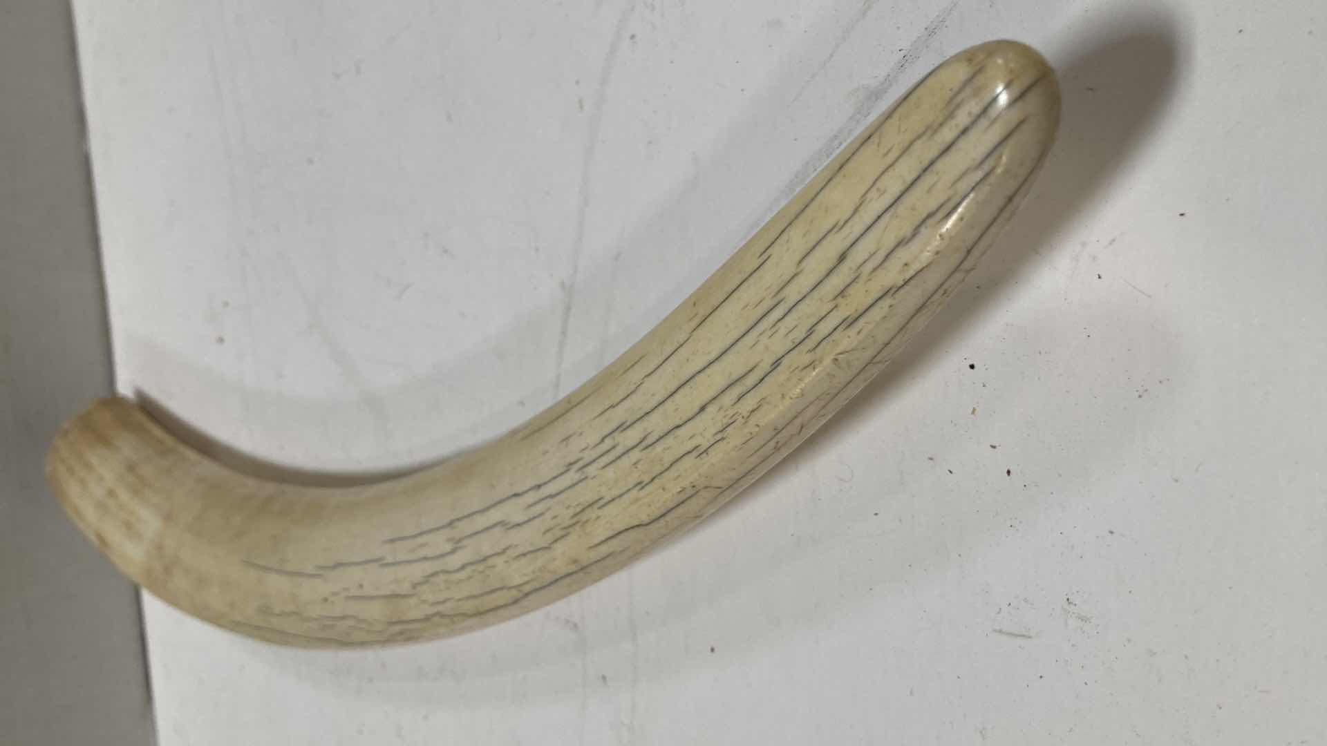 Photo 4 of ELEPHANT TUSK H 28”