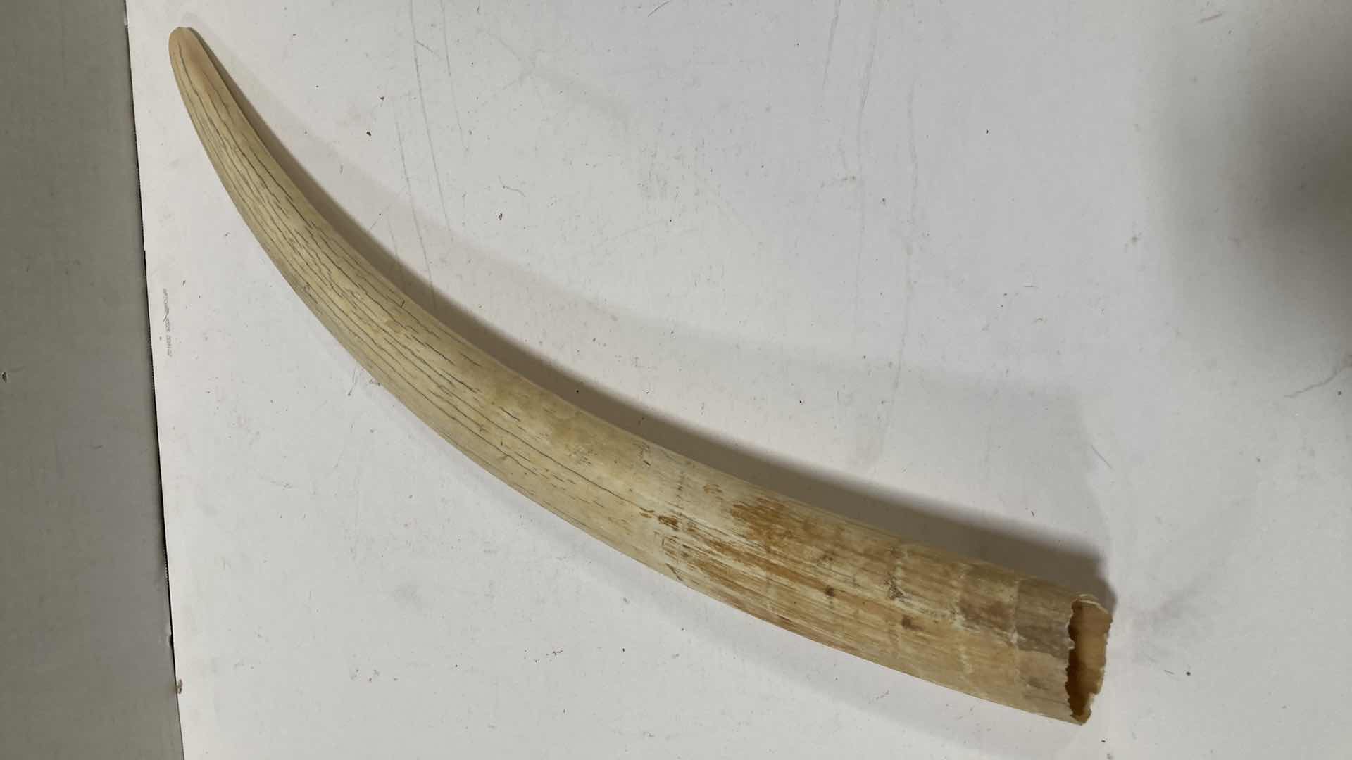 Photo 1 of ELEPHANT TUSK H 28”