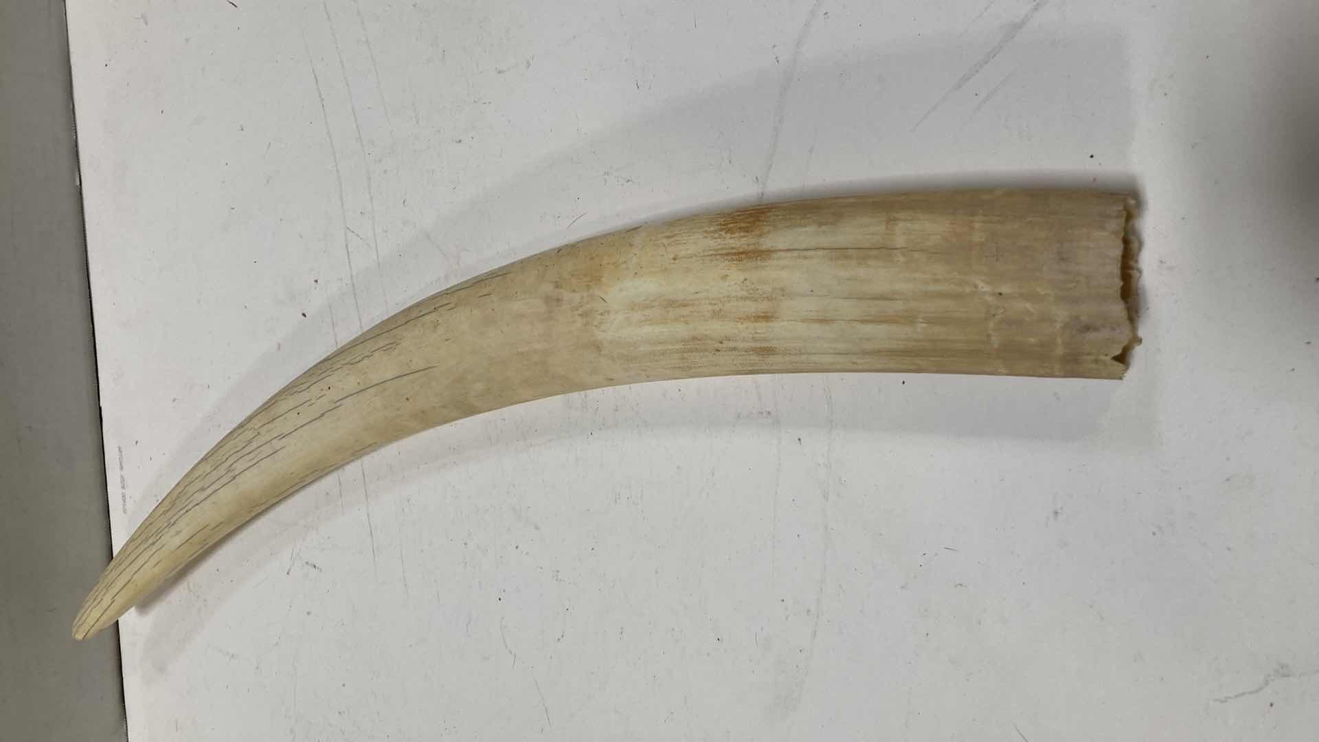 Photo 2 of ELEPHANT TUSK H 28”