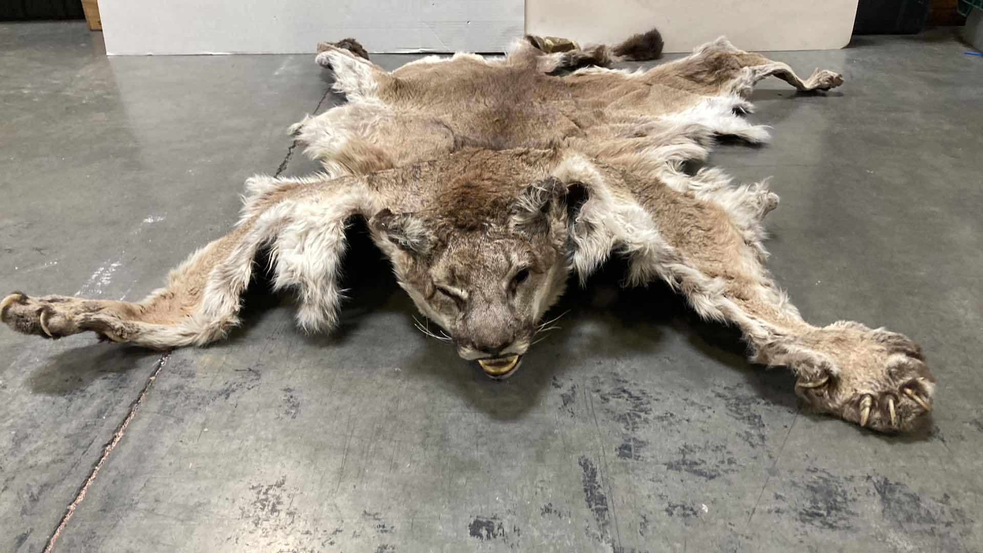 Photo 1 of COUGAR PELT FULL BODY 38” X 82” H 10”