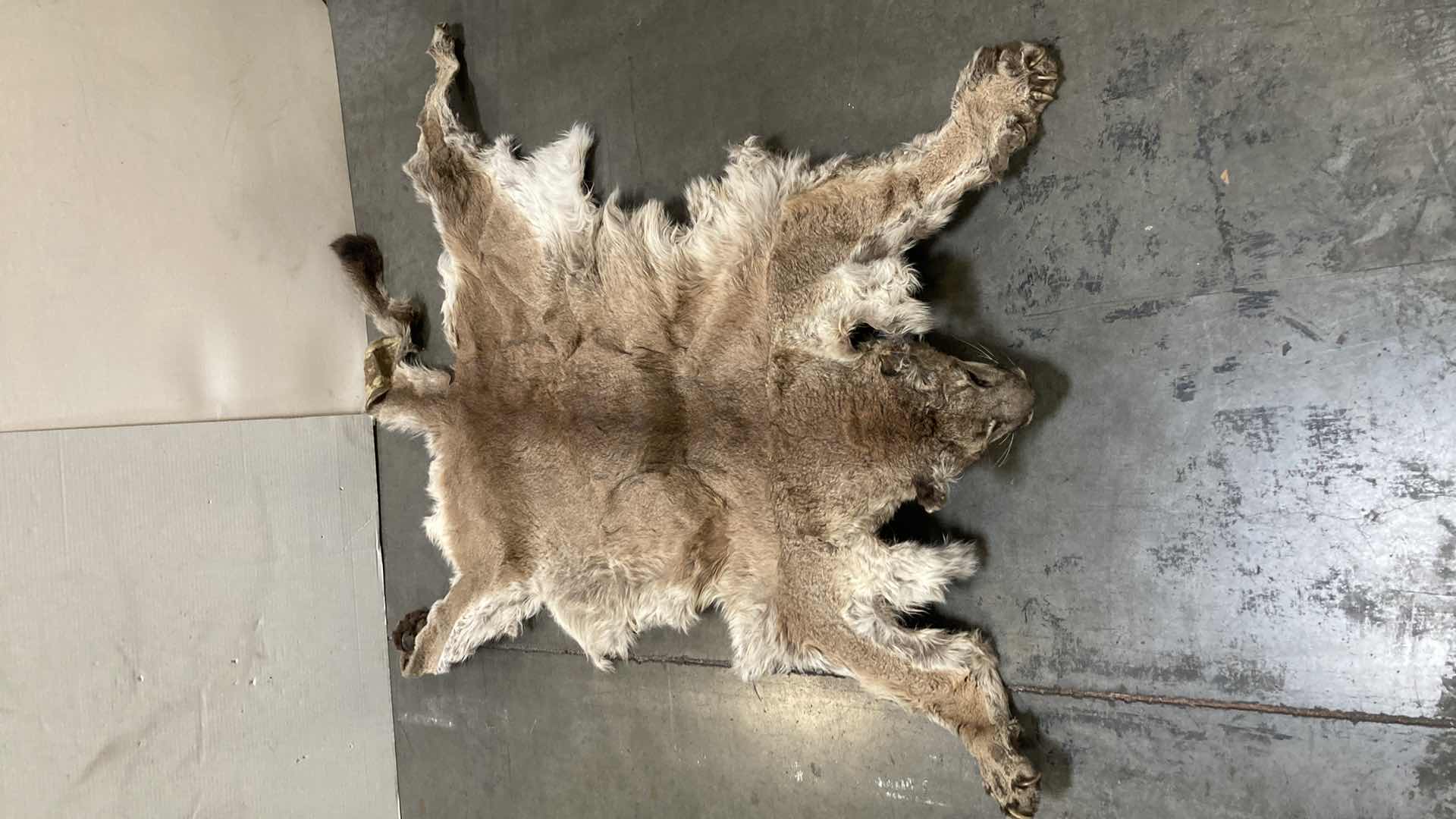 Photo 2 of COUGAR PELT FULL BODY 38” X 82” H 10”