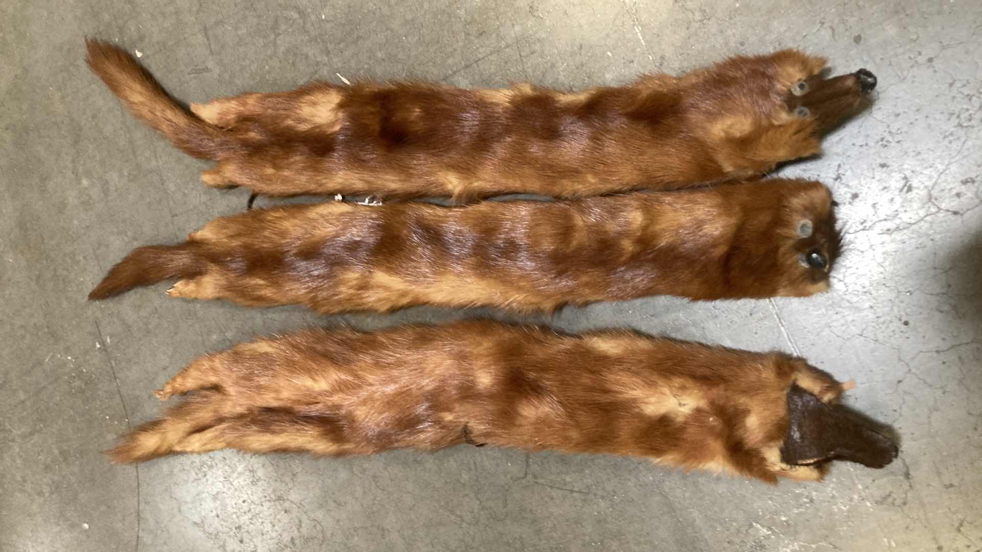 Photo 2 of FOX PELTS (7) 24”