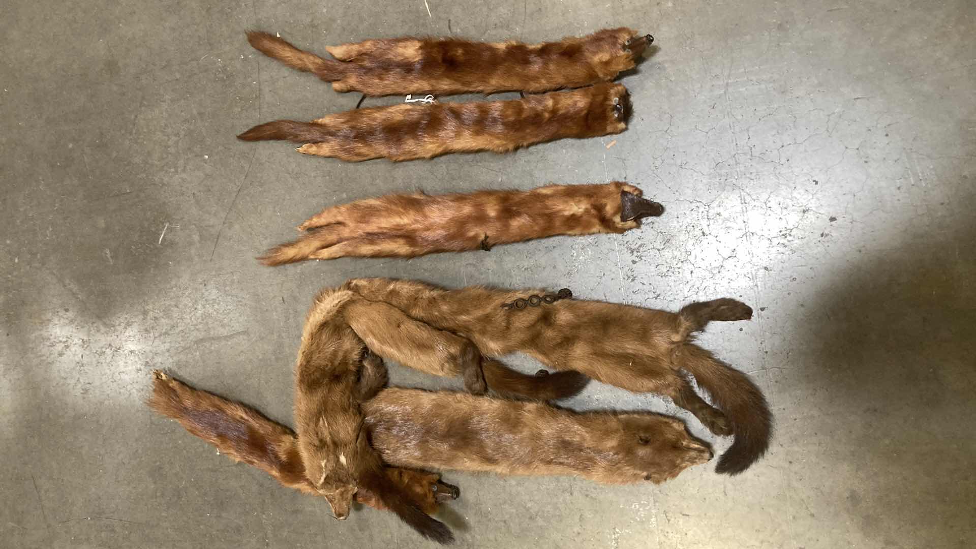 Photo 1 of FOX PELTS (7) 24”