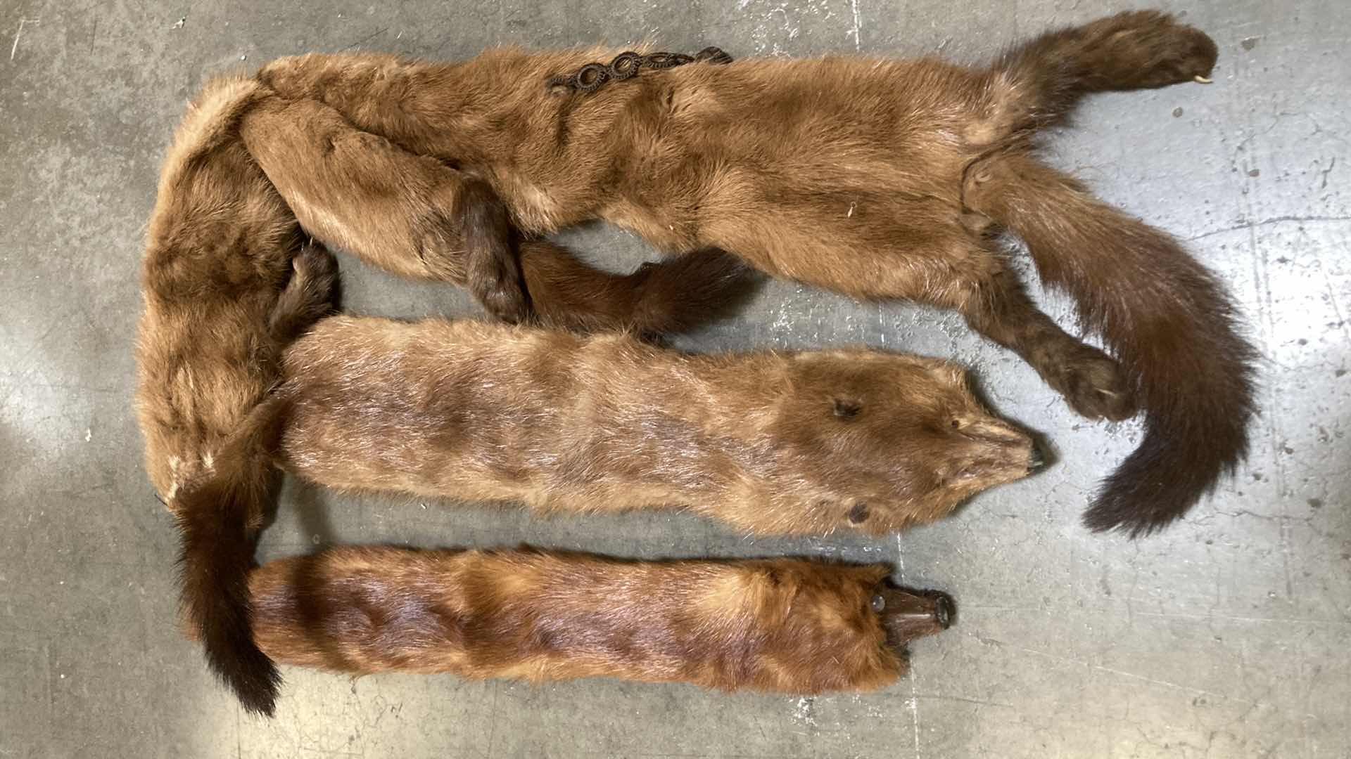 Photo 3 of FOX PELTS (7) 24”