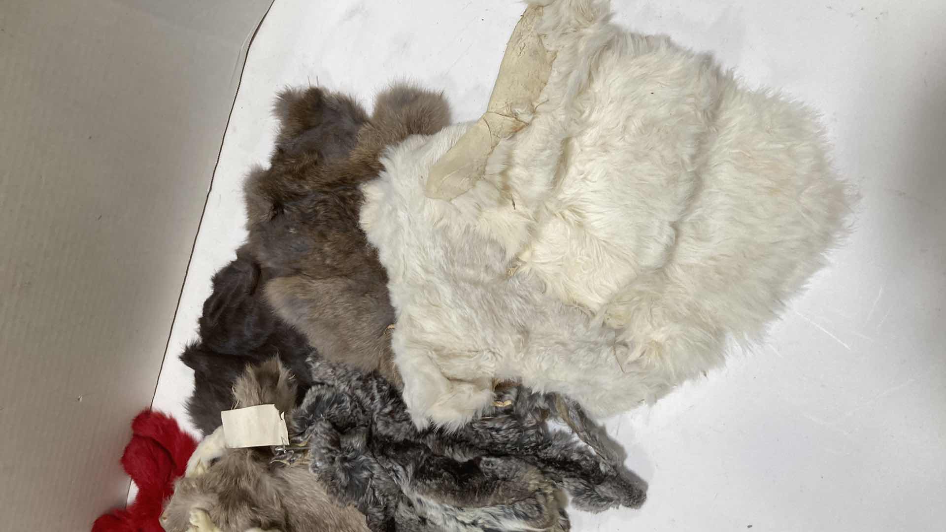 Photo 3 of CHINCHILLA PELTS VARIOUS COLORS & SIZES