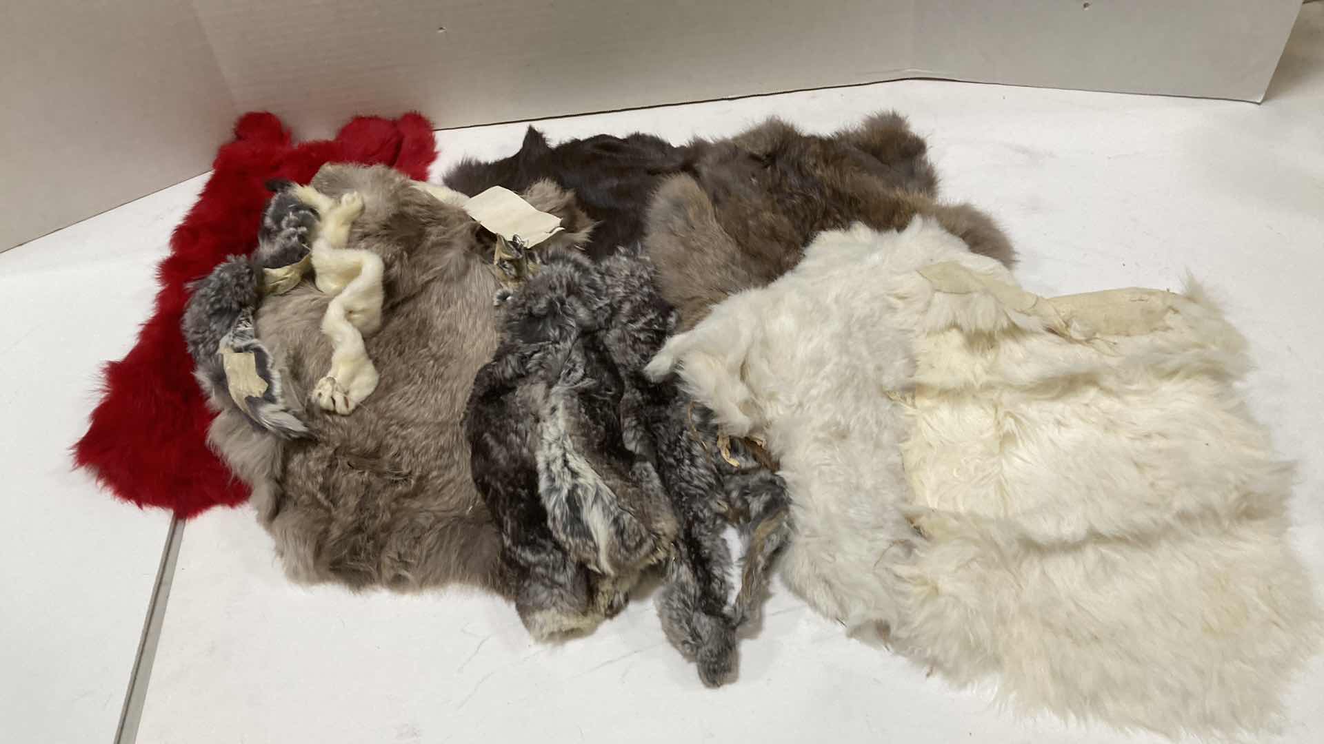 Photo 1 of CHINCHILLA PELTS VARIOUS COLORS & SIZES