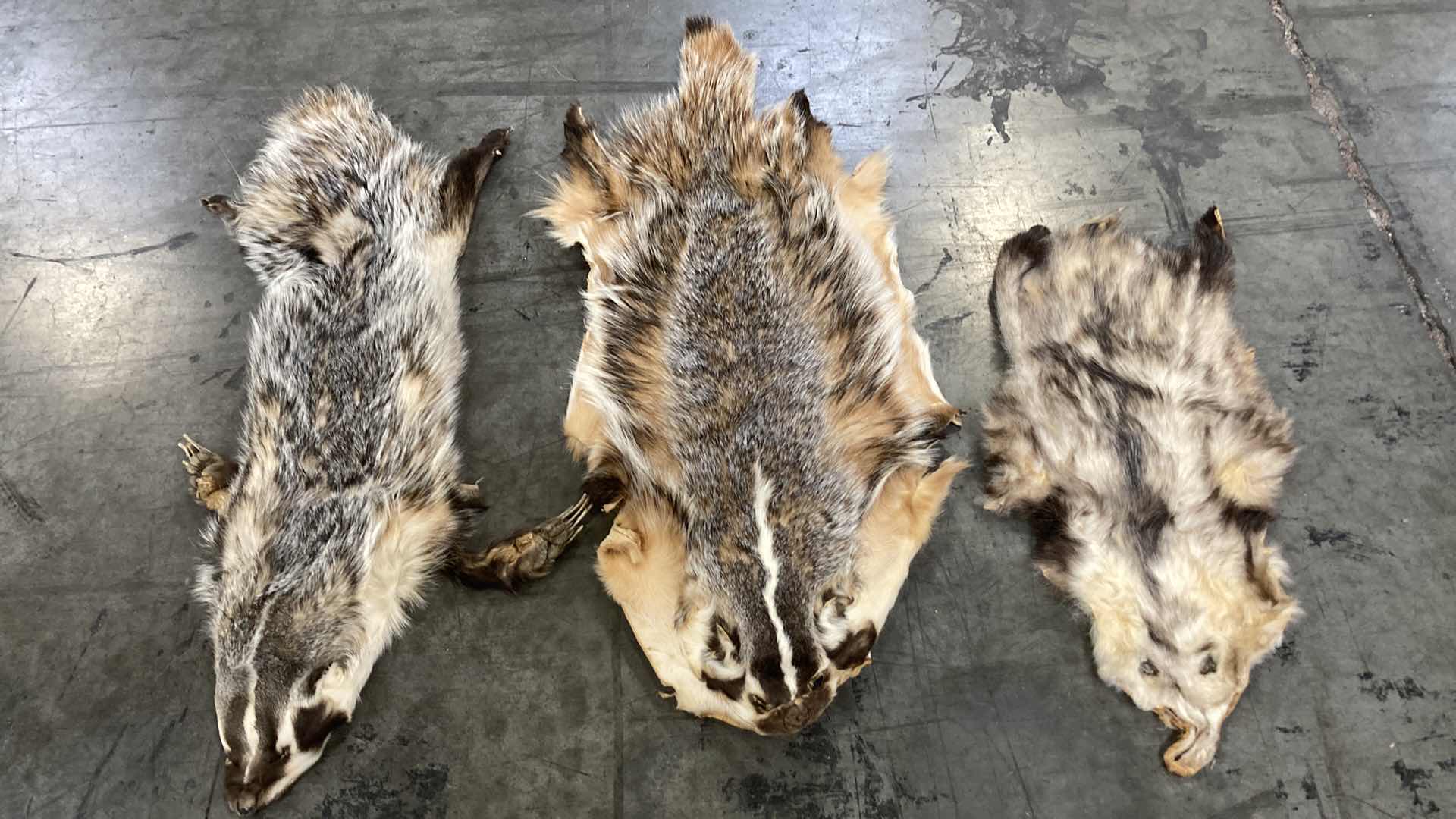 Photo 1 of BADGER PELTS (3) 32”