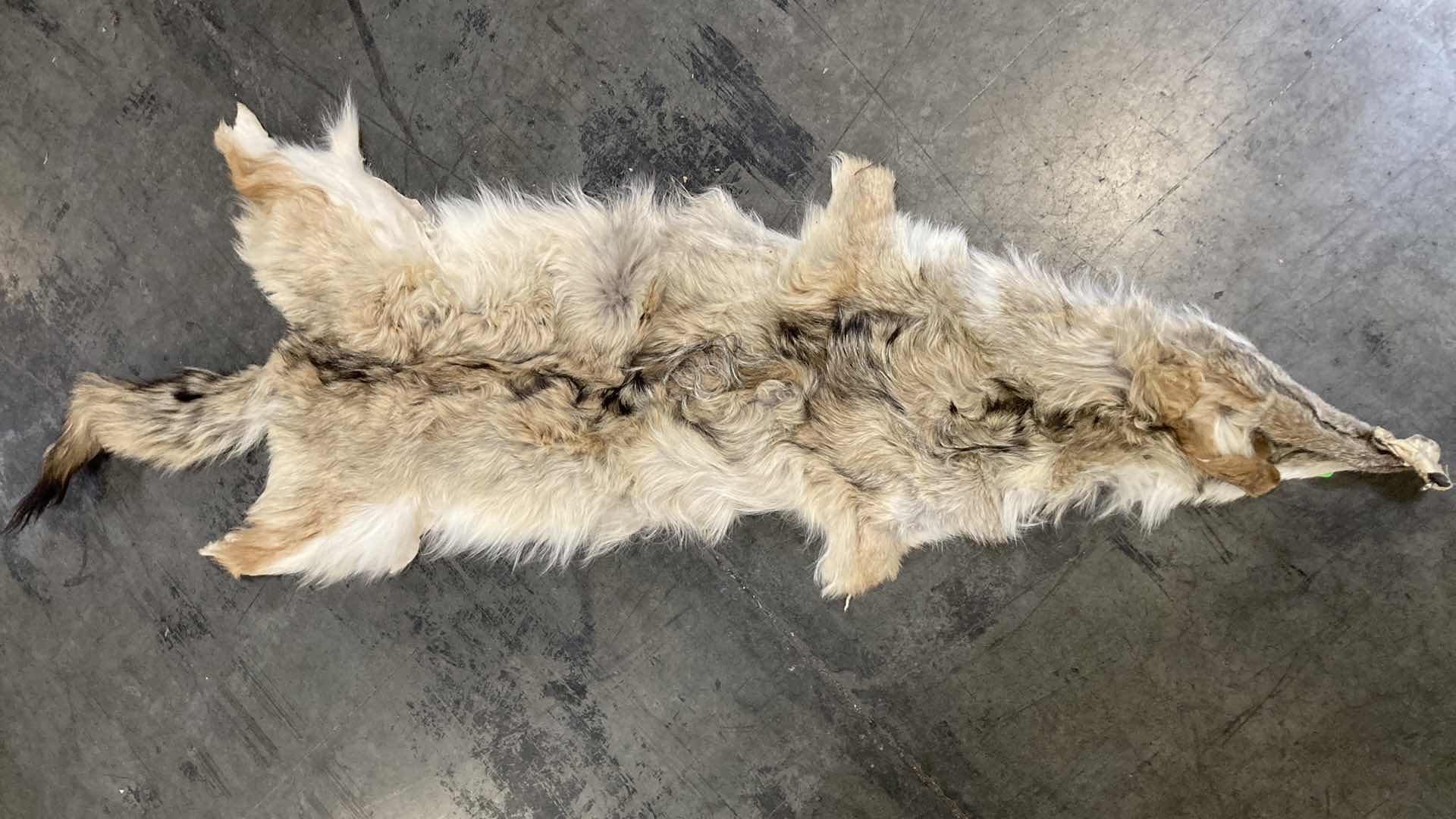 Photo 3 of COYOTE PELTS (3) 47”