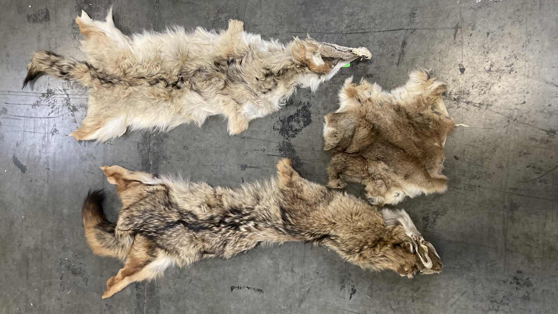 Photo 1 of COYOTE PELTS (3) 47”