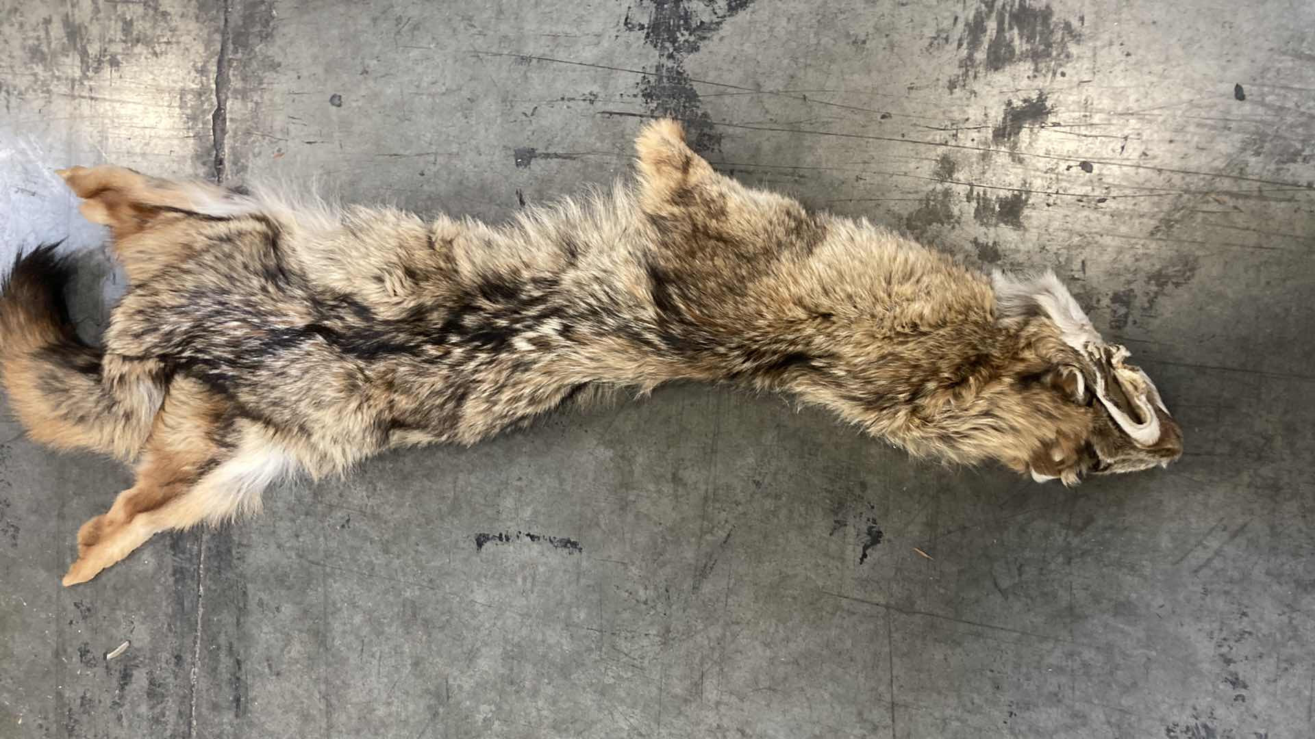 Photo 2 of COYOTE PELTS (3) 47”