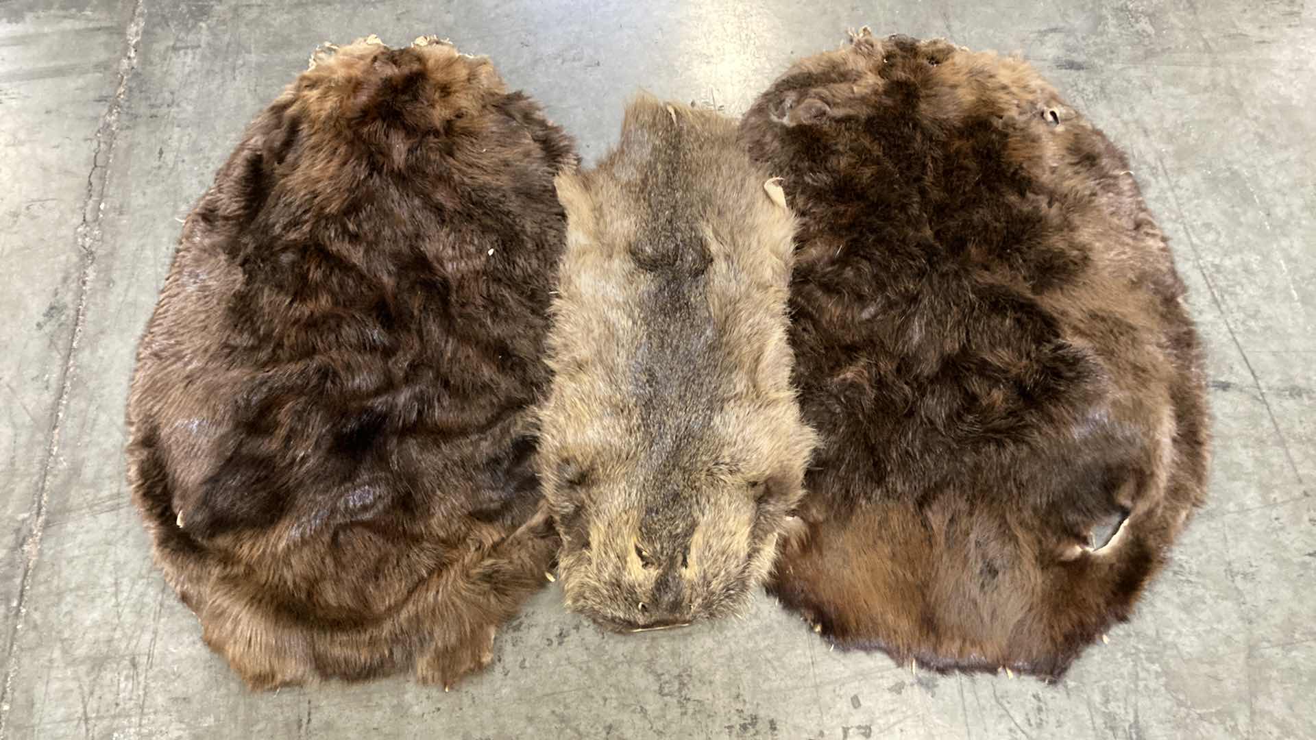 Photo 1 of BEAVER PELTS (3) 33”