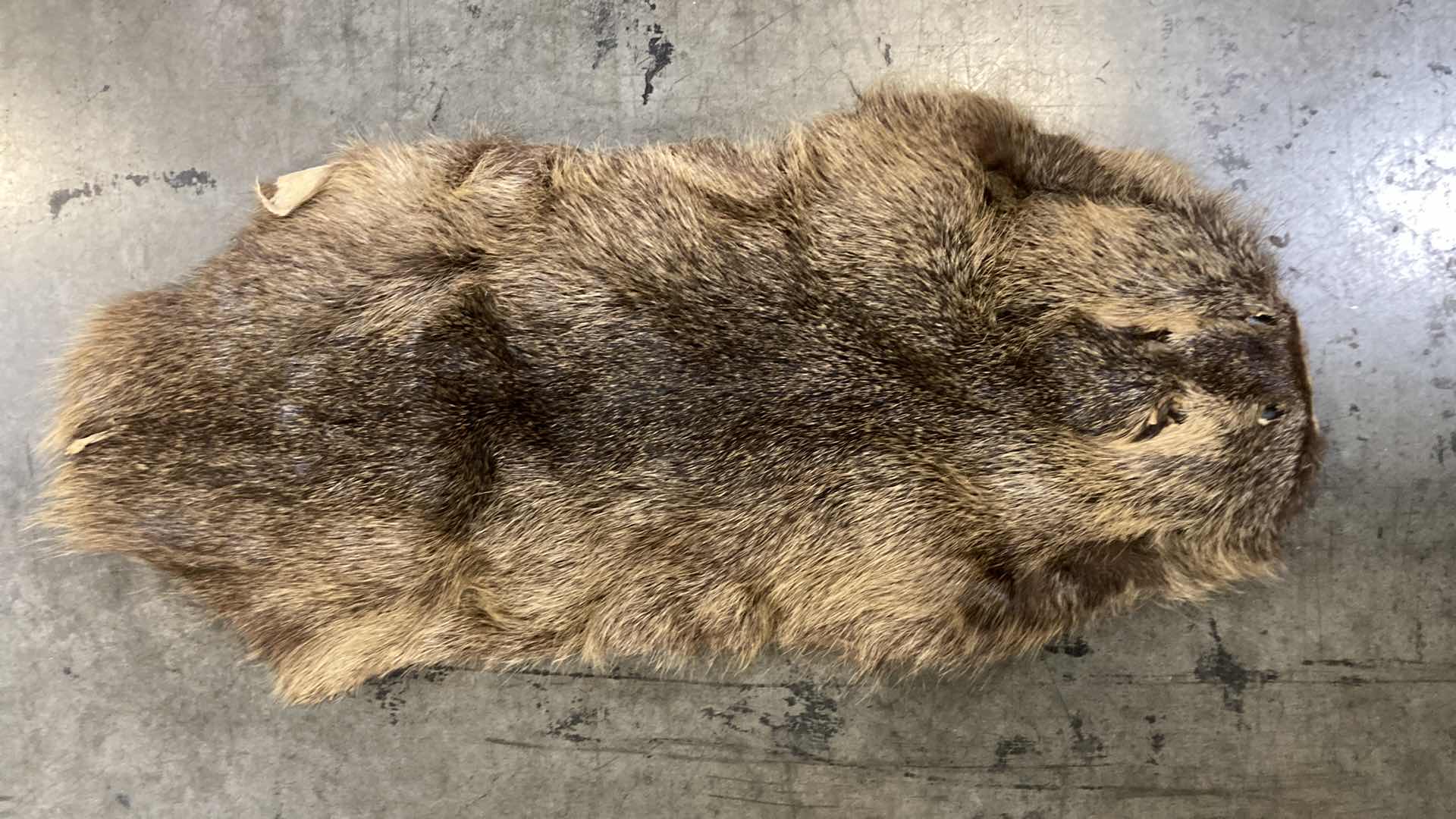 Photo 3 of BEAVER PELTS (3) 33”