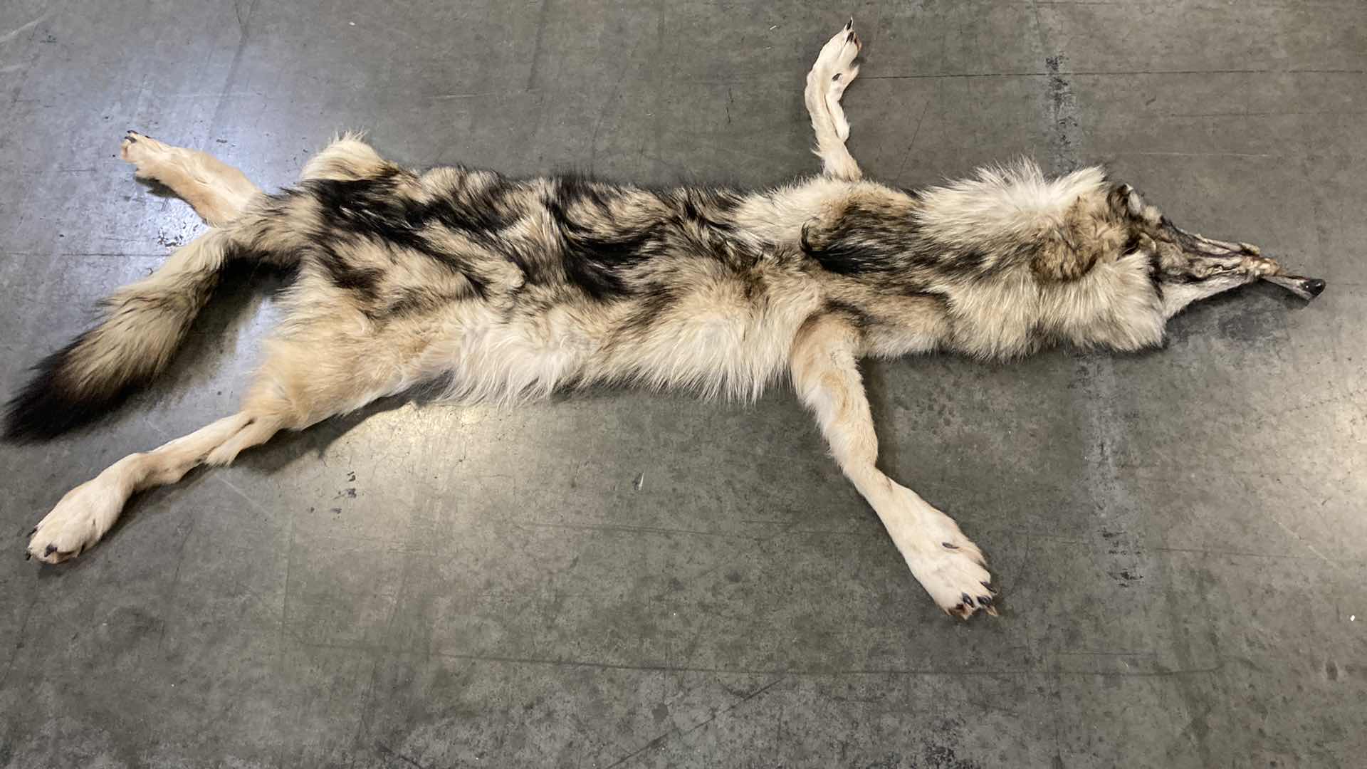 Photo 2 of ARTIC WOLF PELT 62”