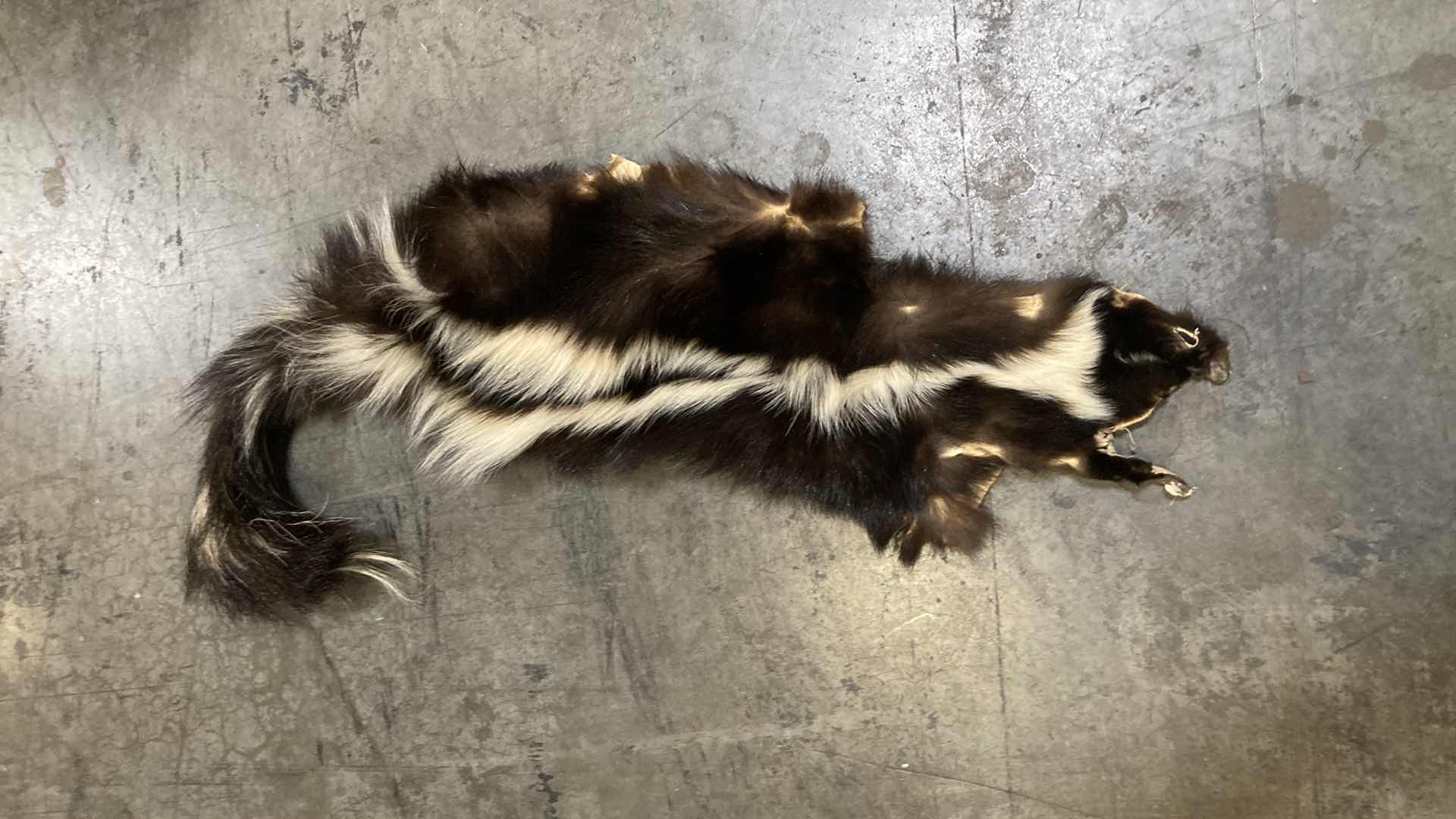 Photo 3 of RACCOON & SKUNK PELT 36”