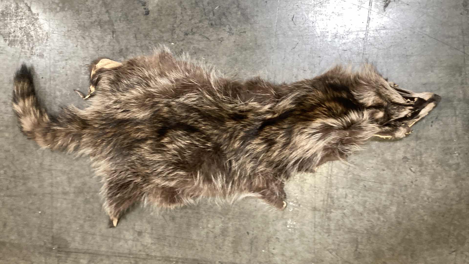 Photo 2 of RACCOON & SKUNK PELT 36”