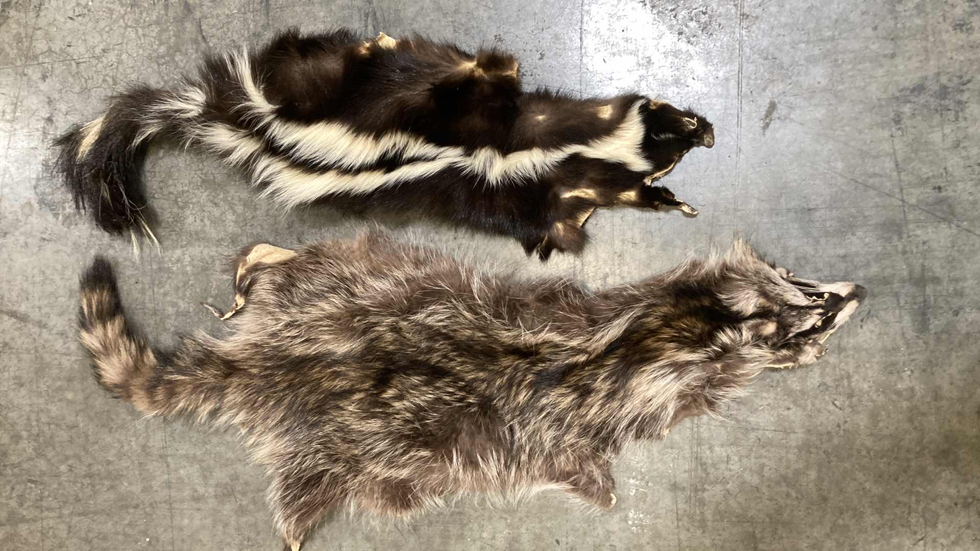 Photo 1 of RACCOON & SKUNK PELT 36”