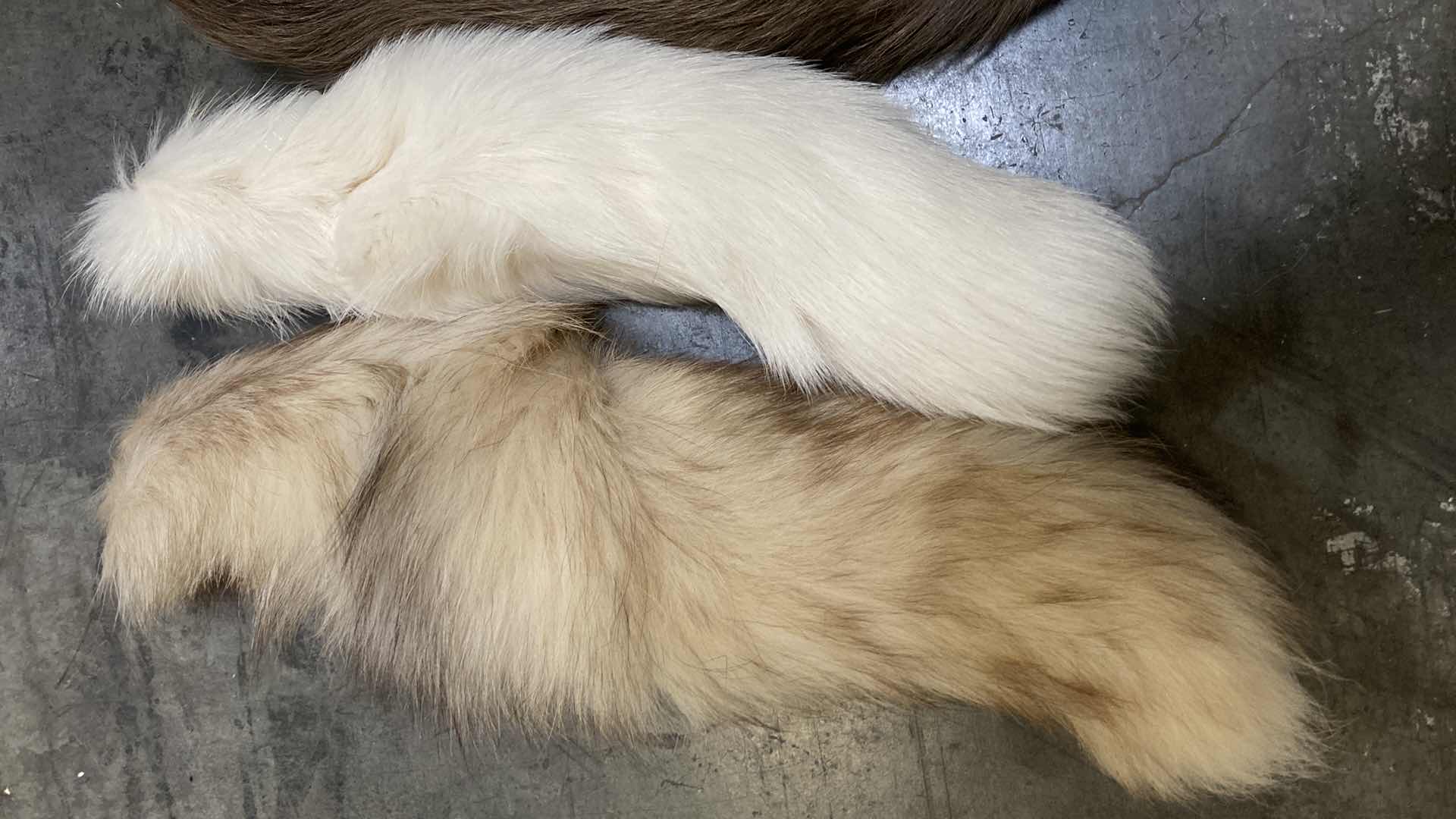 Photo 2 of FUR TAIL VARIOUS SPECIES (5) 16”