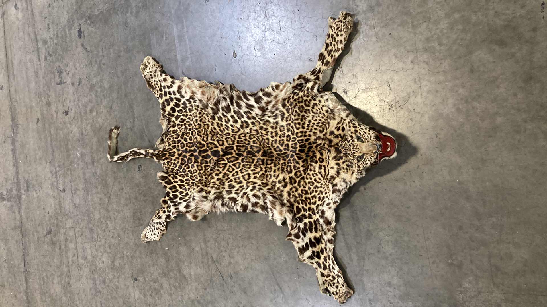 Photo 1 of LEOPARD PELT W SKULL 63”