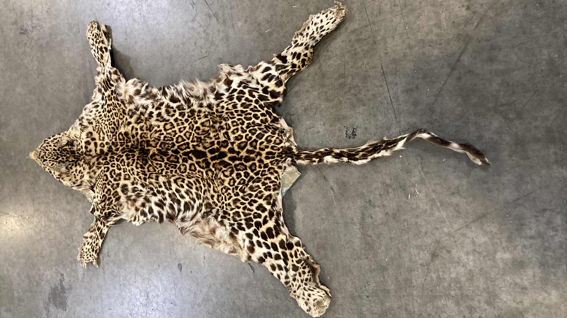 Photo 3 of LEOPARD PELT W SKULL 63”