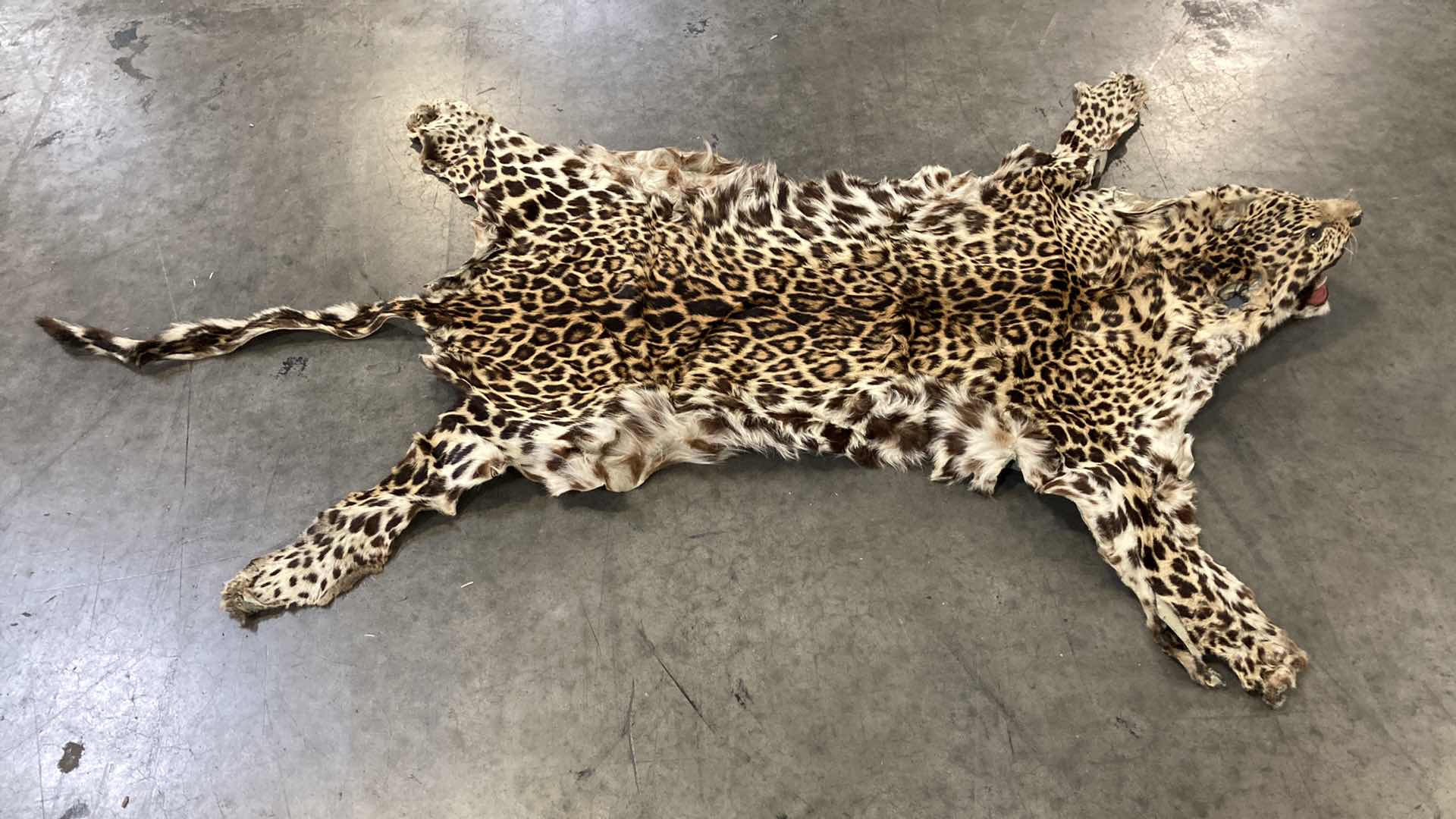 Photo 2 of LEOPARD PELT W SKULL 63”