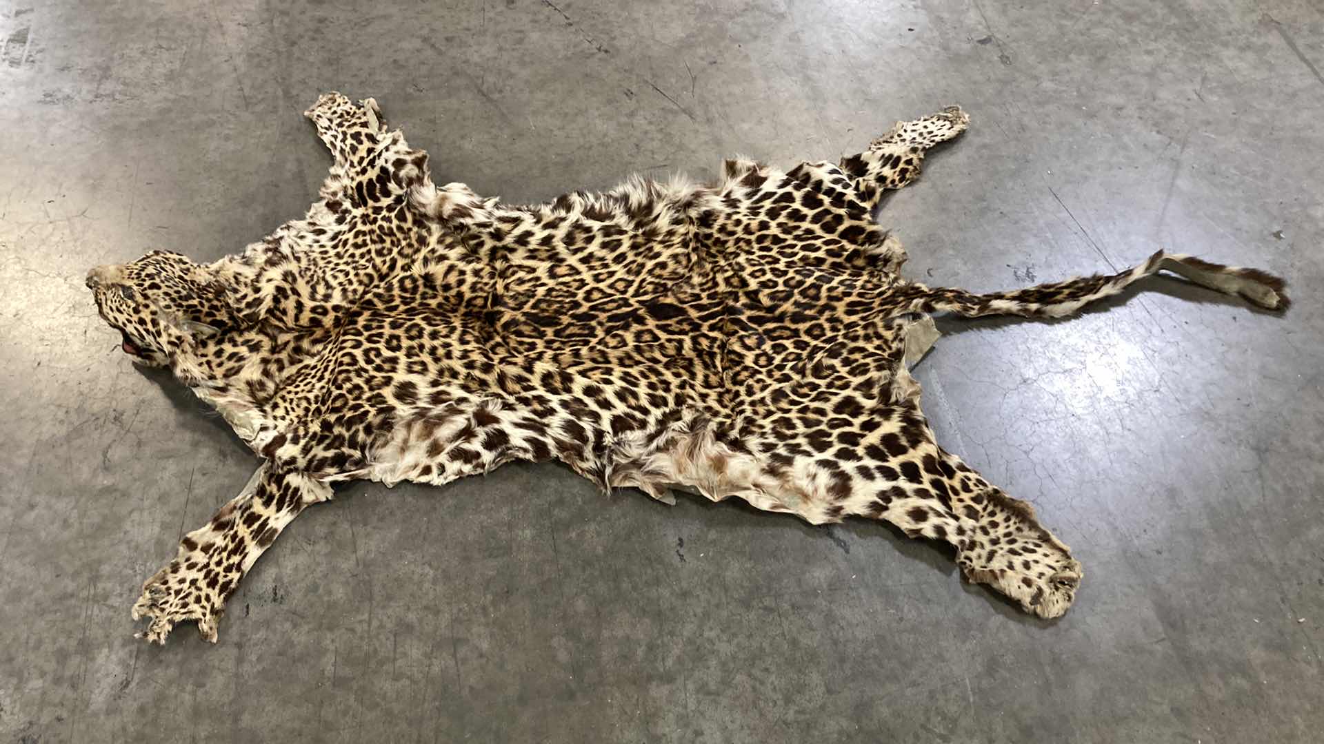 Photo 4 of LEOPARD PELT W SKULL 63”