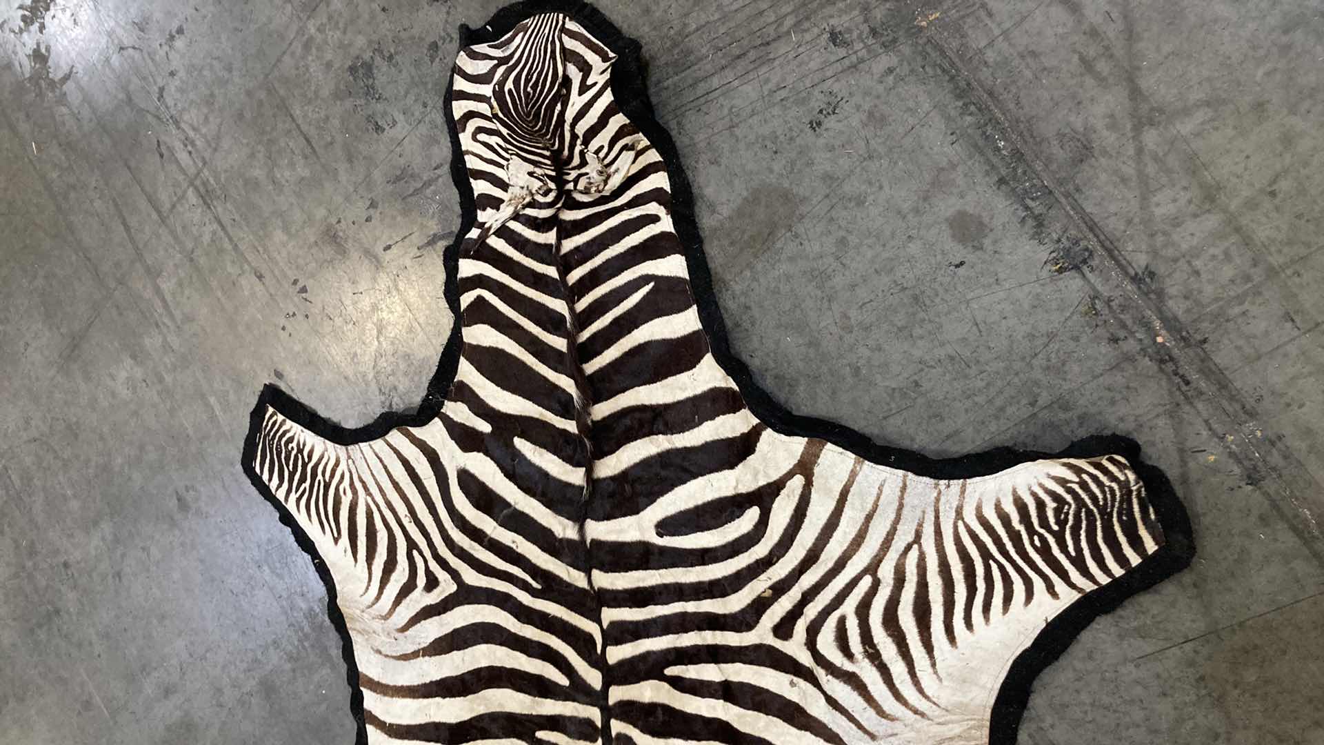 Photo 4 of ZEBRA PELT FULL BODY 110”