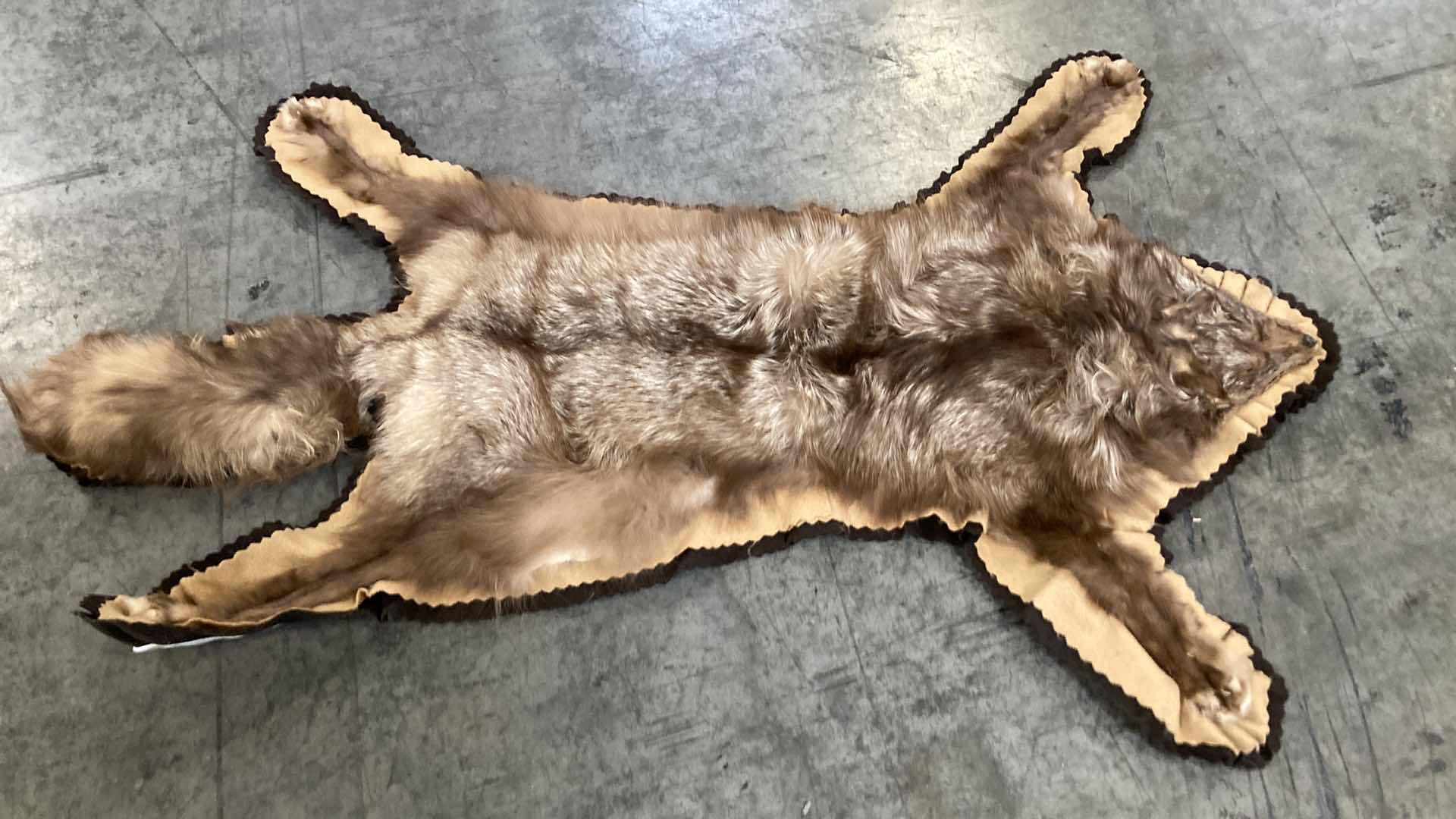 Photo 2 of FOX PELT 46”