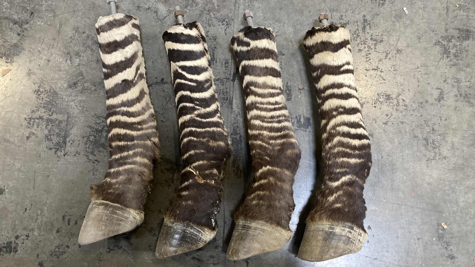 Photo 2 of ZEBRA HOOVES (4) 14”