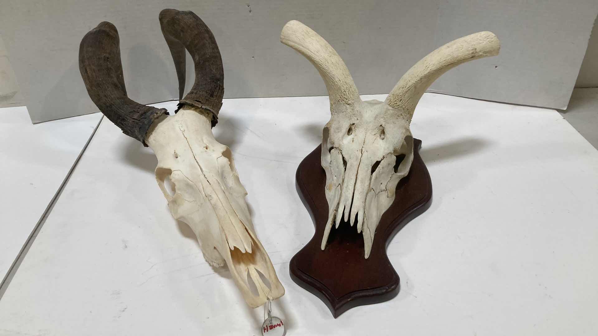 Photo 1 of HORNED ANIMAL SKULLS (2) 10” X 10” H 24”