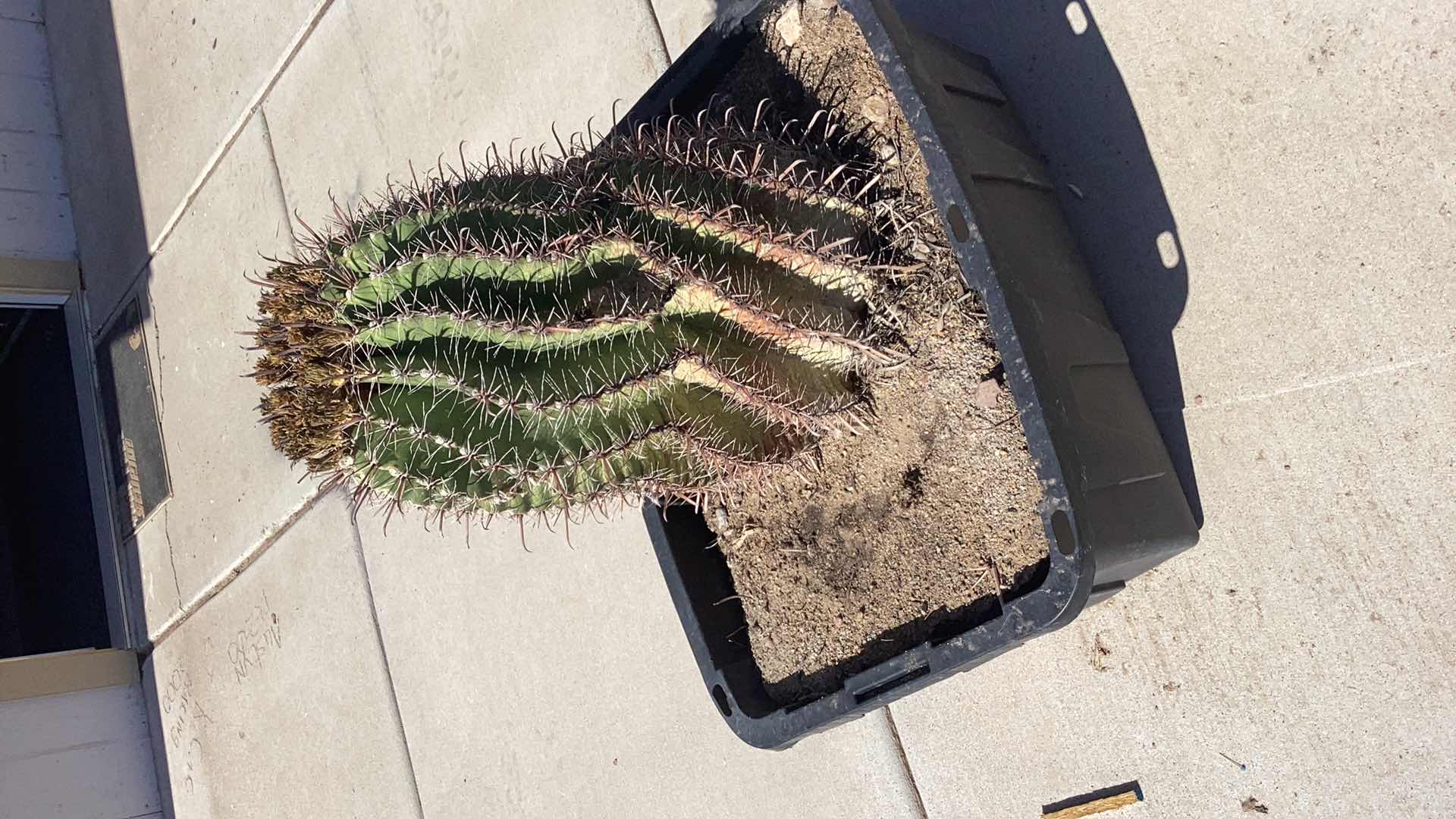 Photo 3 of LARGE BARREL CACTUS 15” X 32”