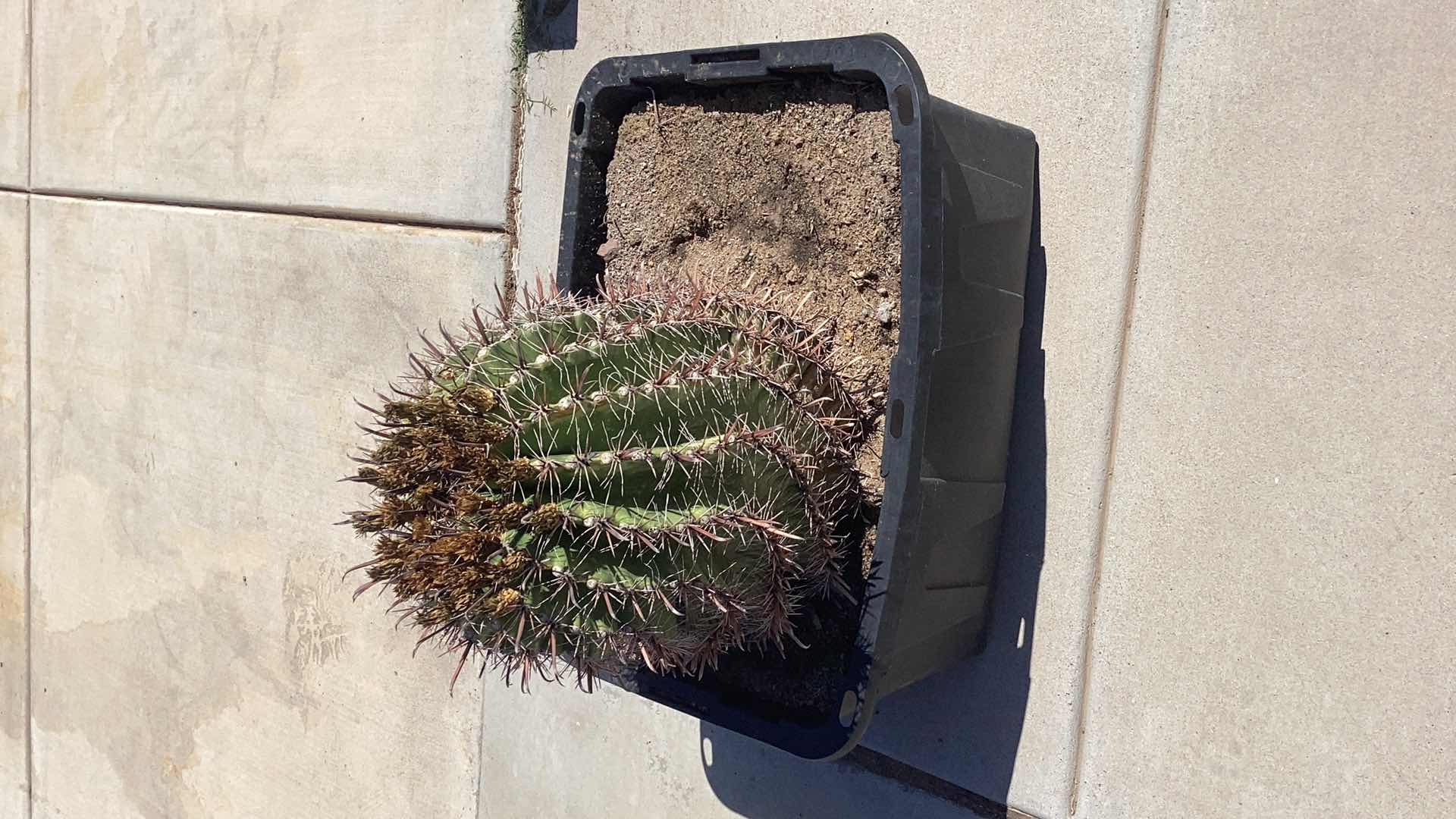 Photo 4 of LARGE BARREL CACTUS 15” X 32”