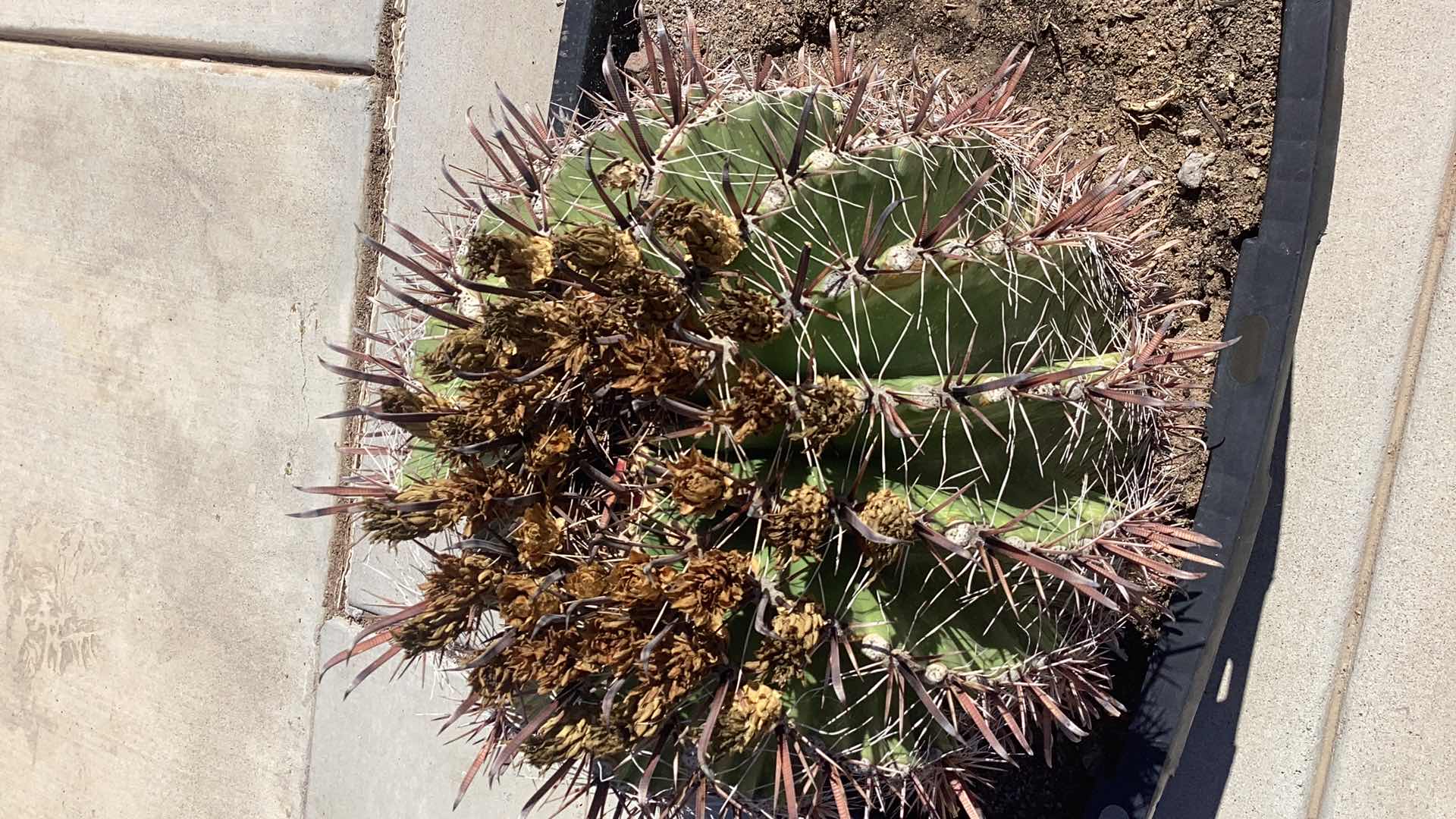 Photo 2 of LARGE BARREL CACTUS 15” X 32”