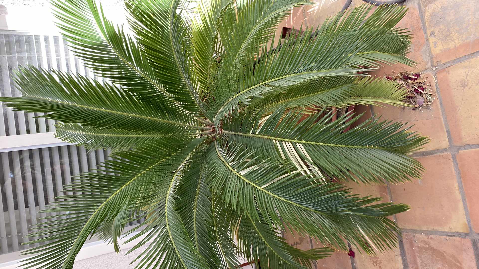 Photo 4 of LIVE SAGO PALM IN POT ON STAND WITH WHEELS MEASUREMENT  PLANT FROM TOP OF POT 50” X H33”