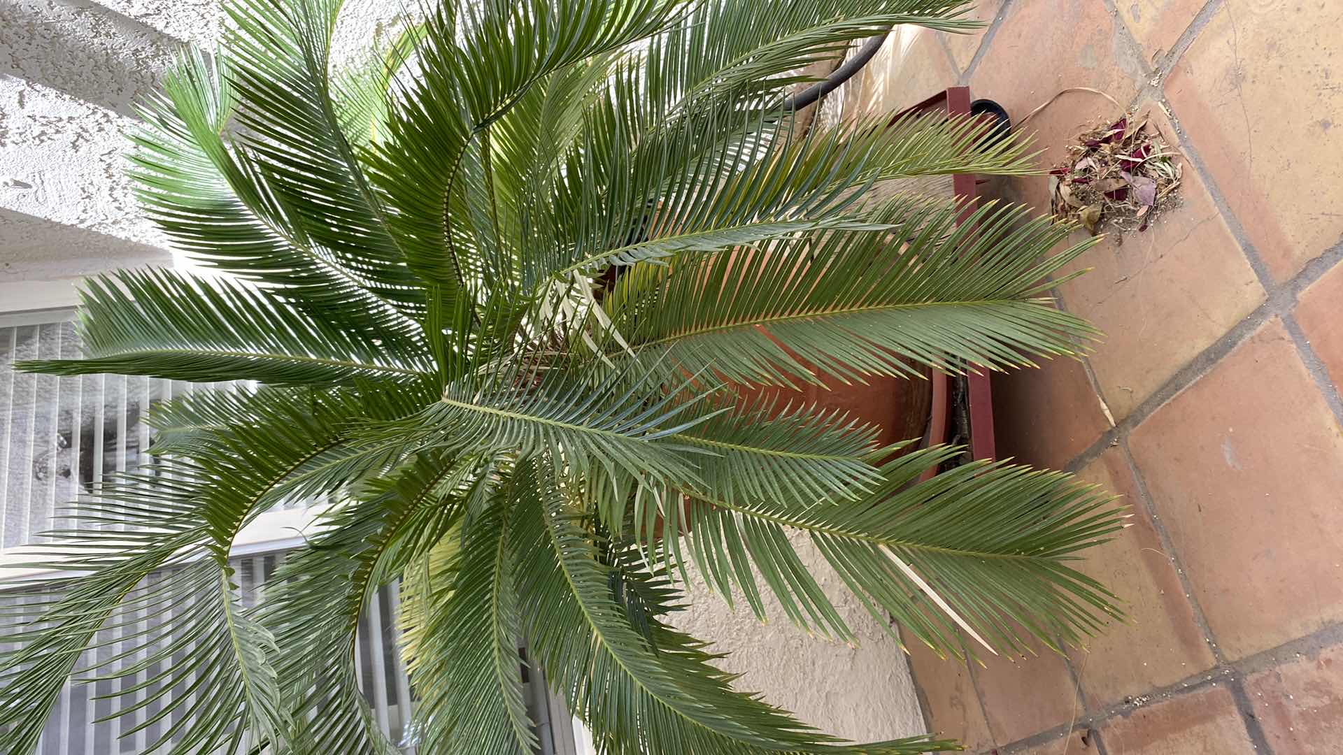 Photo 5 of LIVE SAGO PALM IN POT ON STAND WITH WHEELS MEASUREMENT  PLANT FROM TOP OF POT 50” X H33”