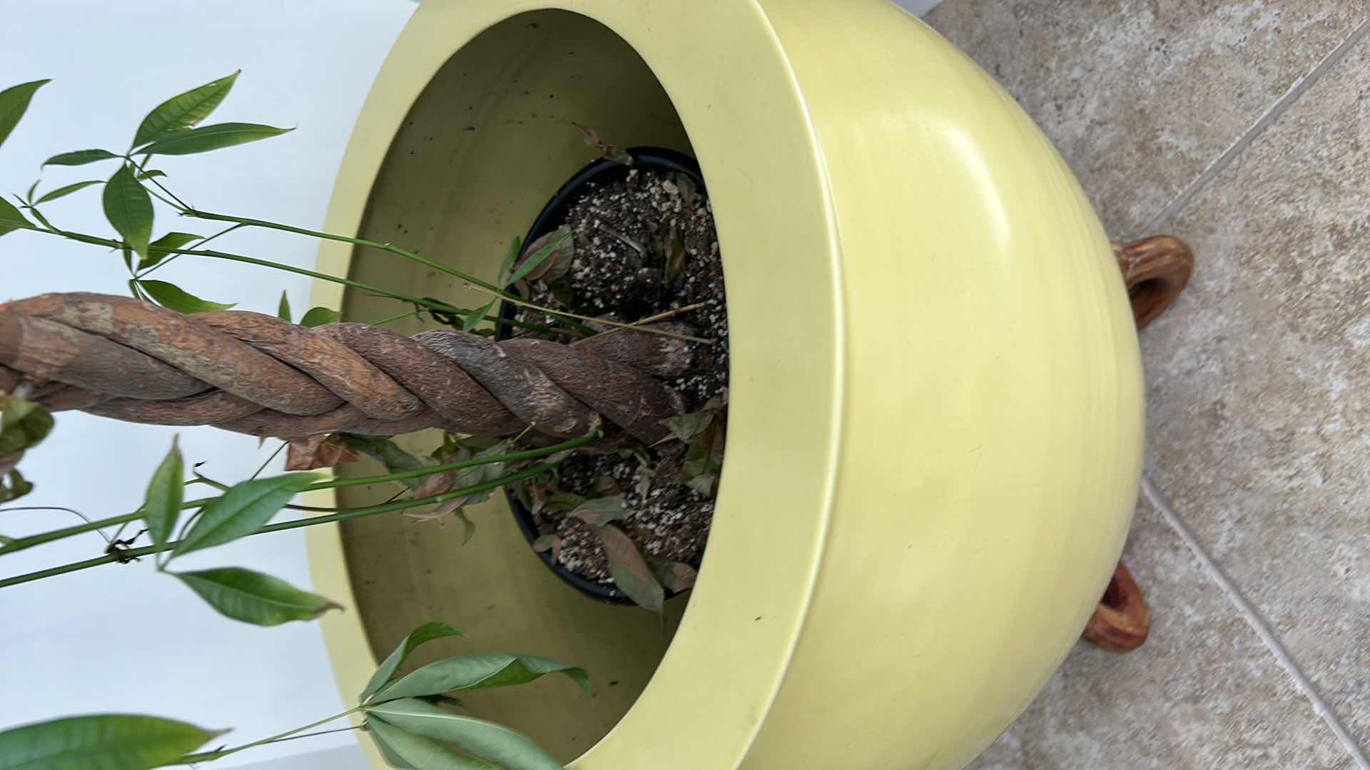 Photo 5 of LARGE YELLOW CERAMIC POTTERY W WOOD STAND AND LIVE MONEY TREE (POT IS 19” x 17”)