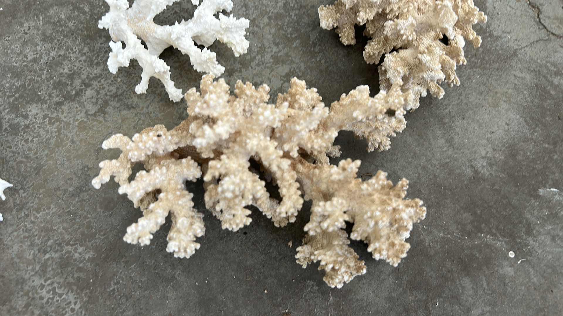 Photo 6 of CORAL COLLECTION