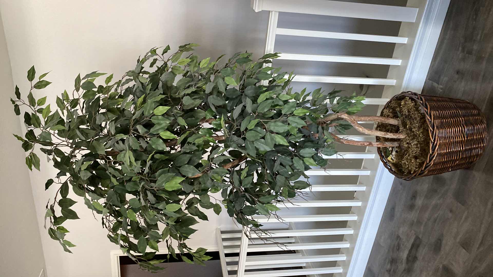 Photo 1 of 6’ 6” FAUX FICUS TREE IN BASKET