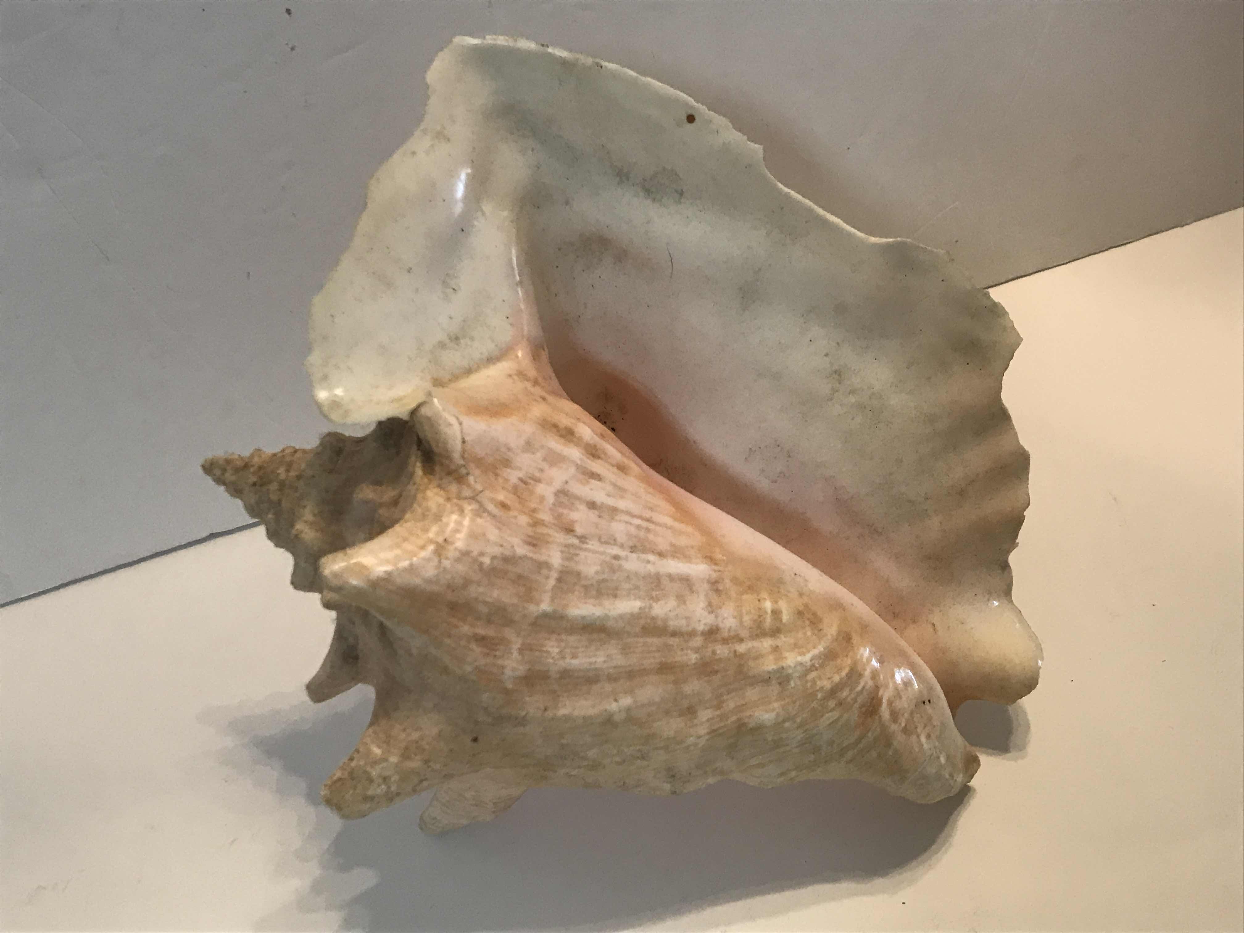 Photo 1 of QUEEN CONCH SEASHELL