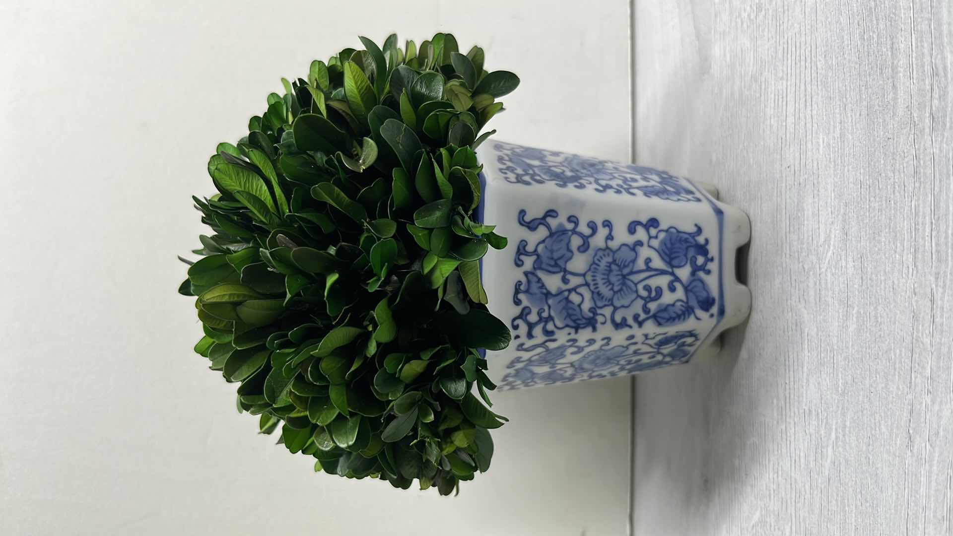 Photo 1 of NATURALLY PRESERVED BOXWOOD BALL TOPIARY IN FLORAL BLUE/WHITE CERAMIC POT 7.5”