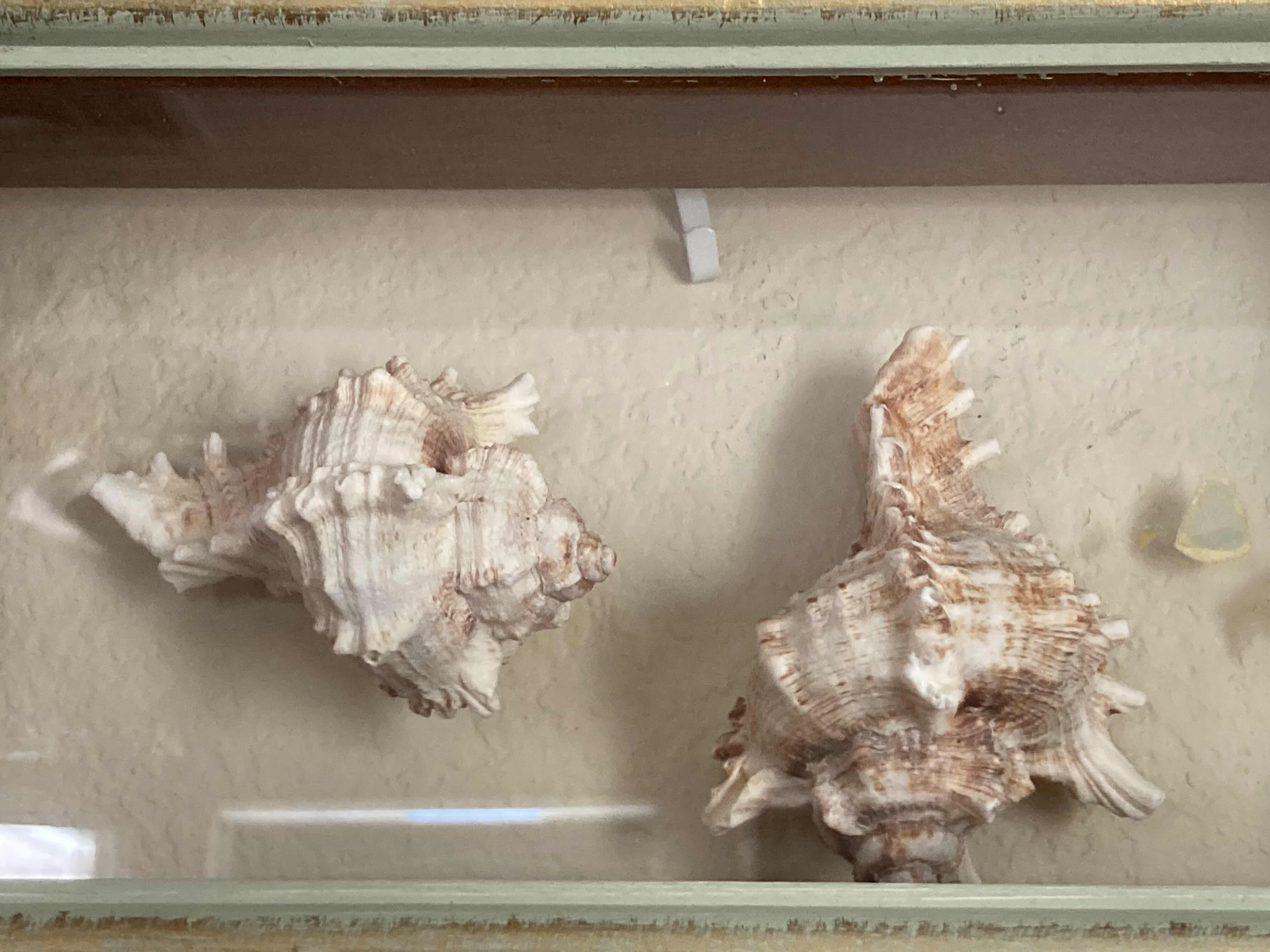 Photo 2 of VINTAGE SEASHELL SHADOW BOX 13” X3 H6”