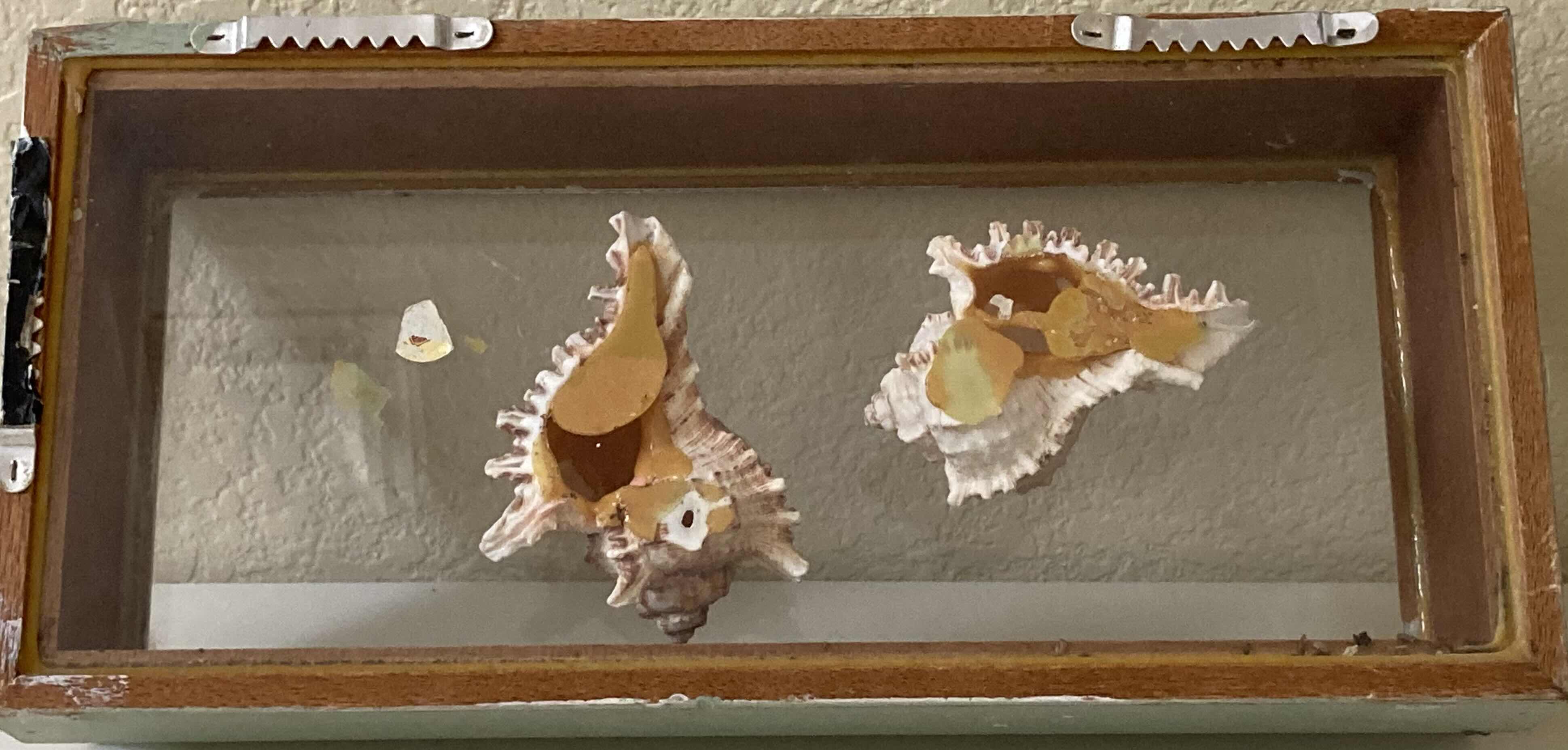 Photo 3 of VINTAGE SEASHELL SHADOW BOX 13” X3 H6”