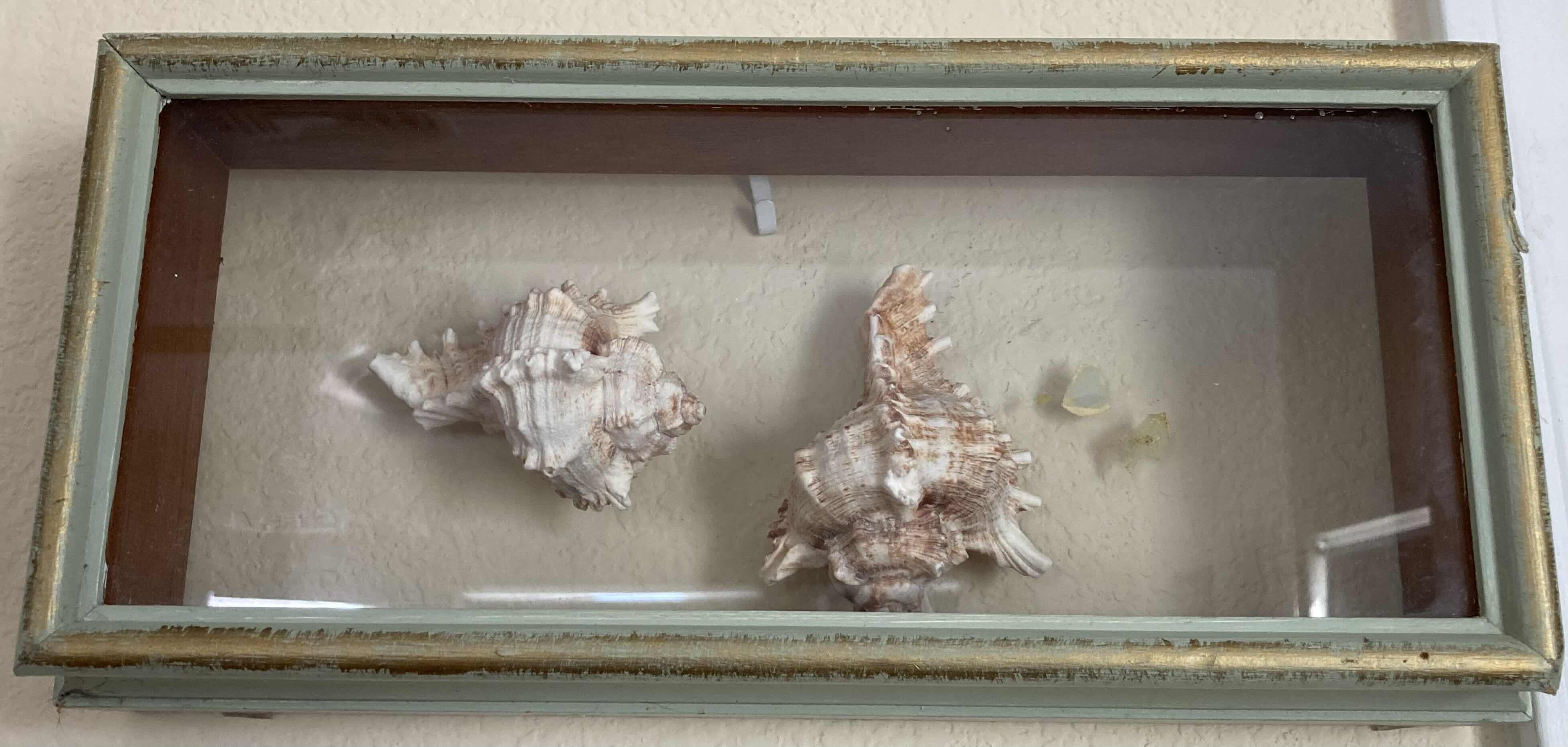 Photo 1 of VINTAGE SEASHELL SHADOW BOX 13” X3 H6”