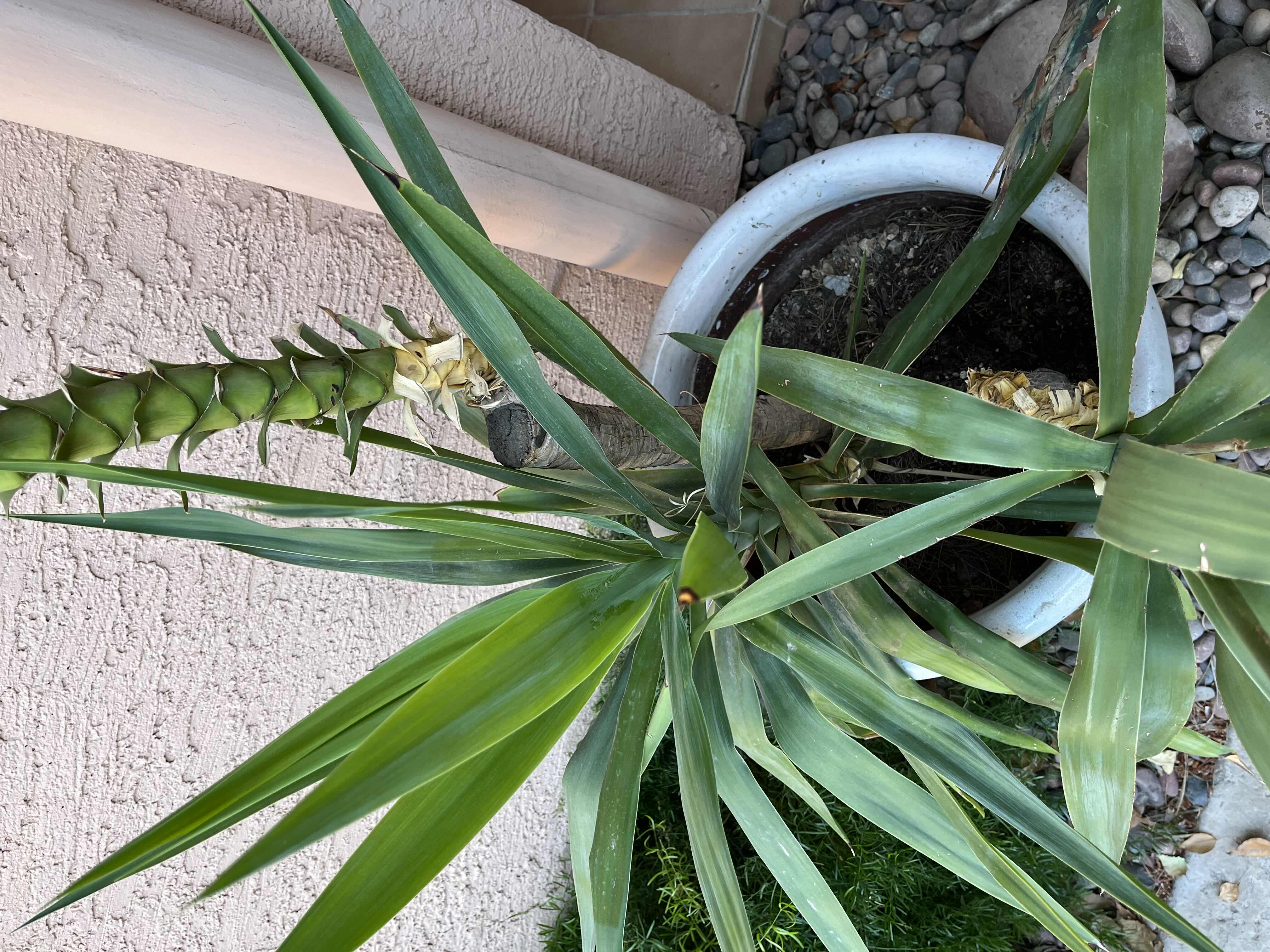 Photo 2 of DECORATIVE LARGE CERAMIC PLANTER POT 19” X 17.5” W LIVE YUCCA PLANT H41” (READ NOTES)