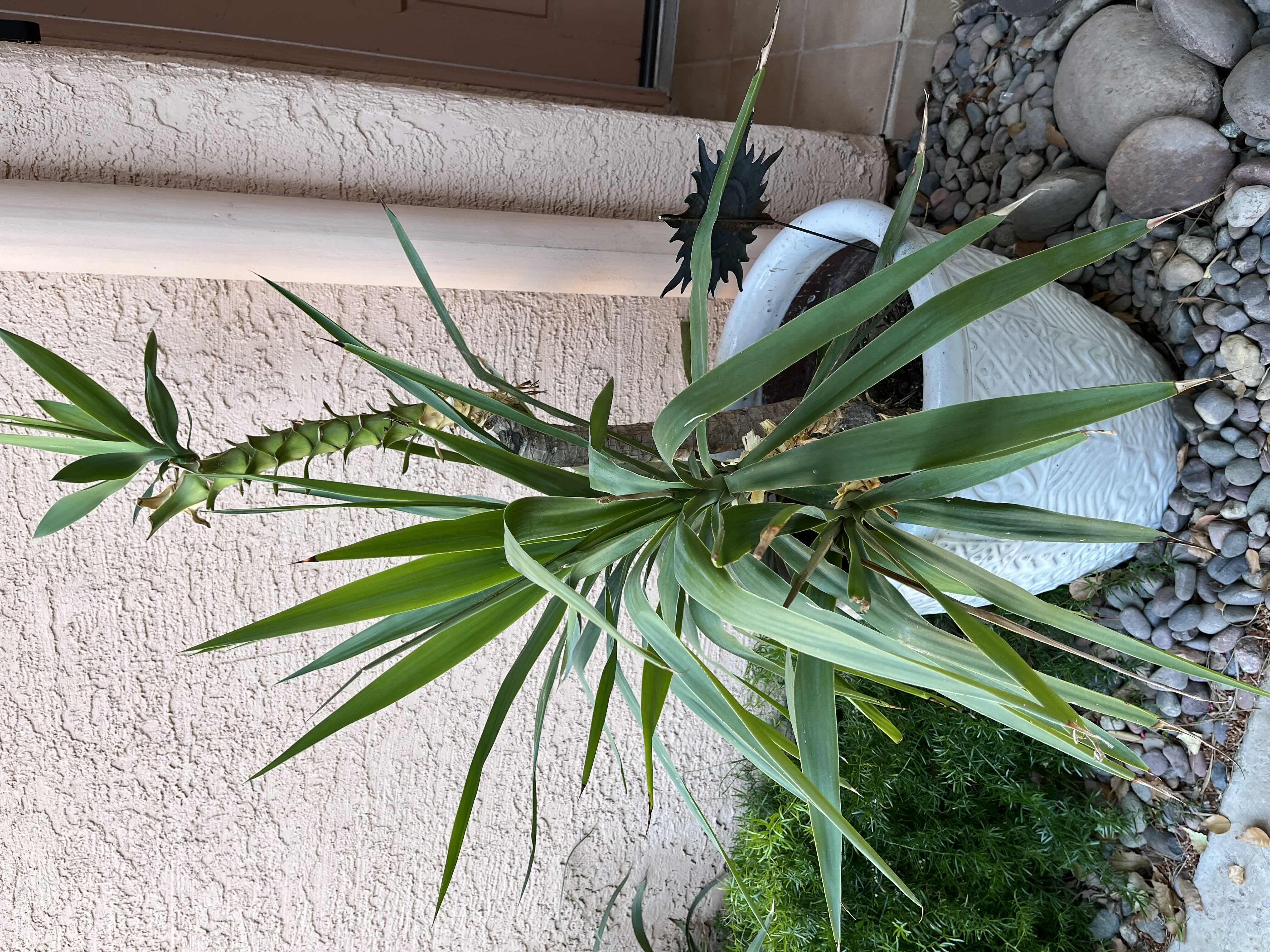 Photo 1 of DECORATIVE LARGE CERAMIC PLANTER POT 19” X 17.5” W LIVE YUCCA PLANT H41” (READ NOTES)