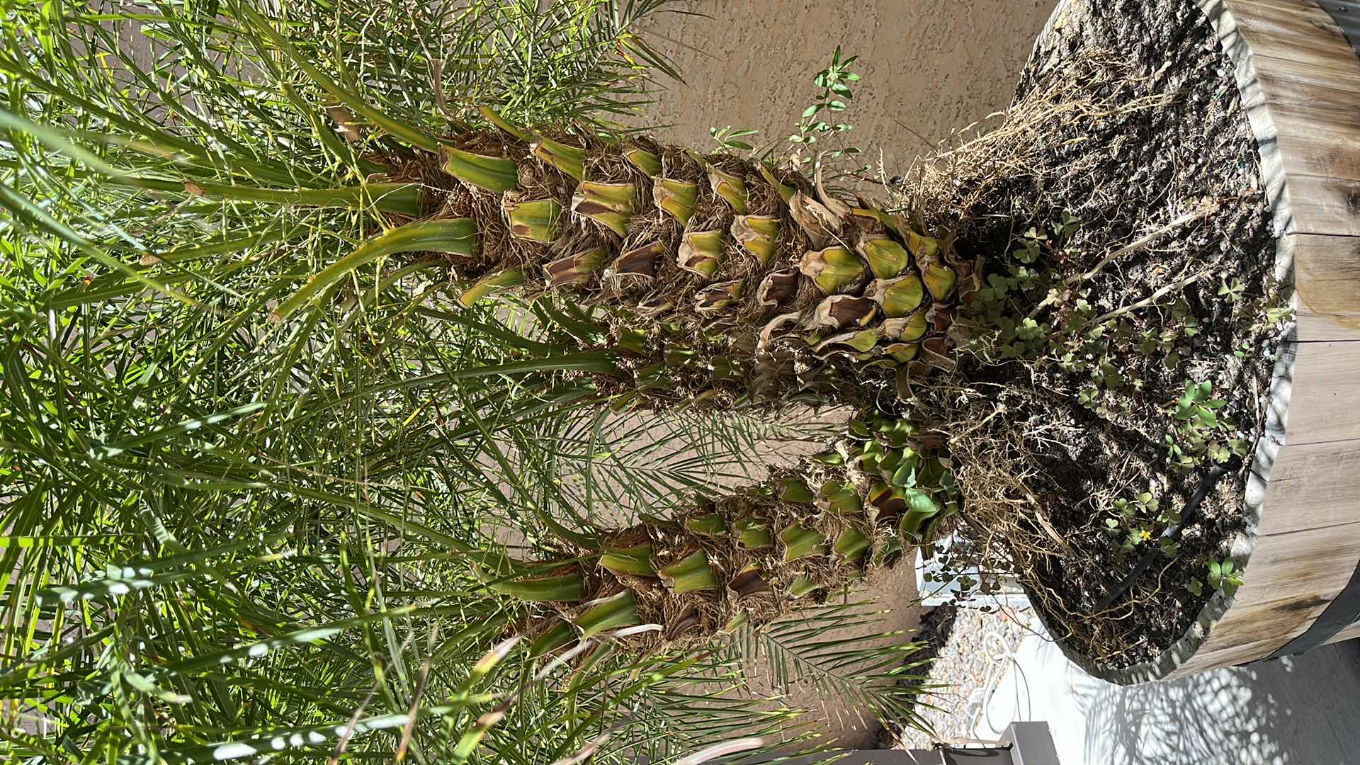 Photo 2 of LIVE DWARF PALM TREE H71” W RUSTIC WOOD PLANTER POT 27” X 16” (READ NOTES)