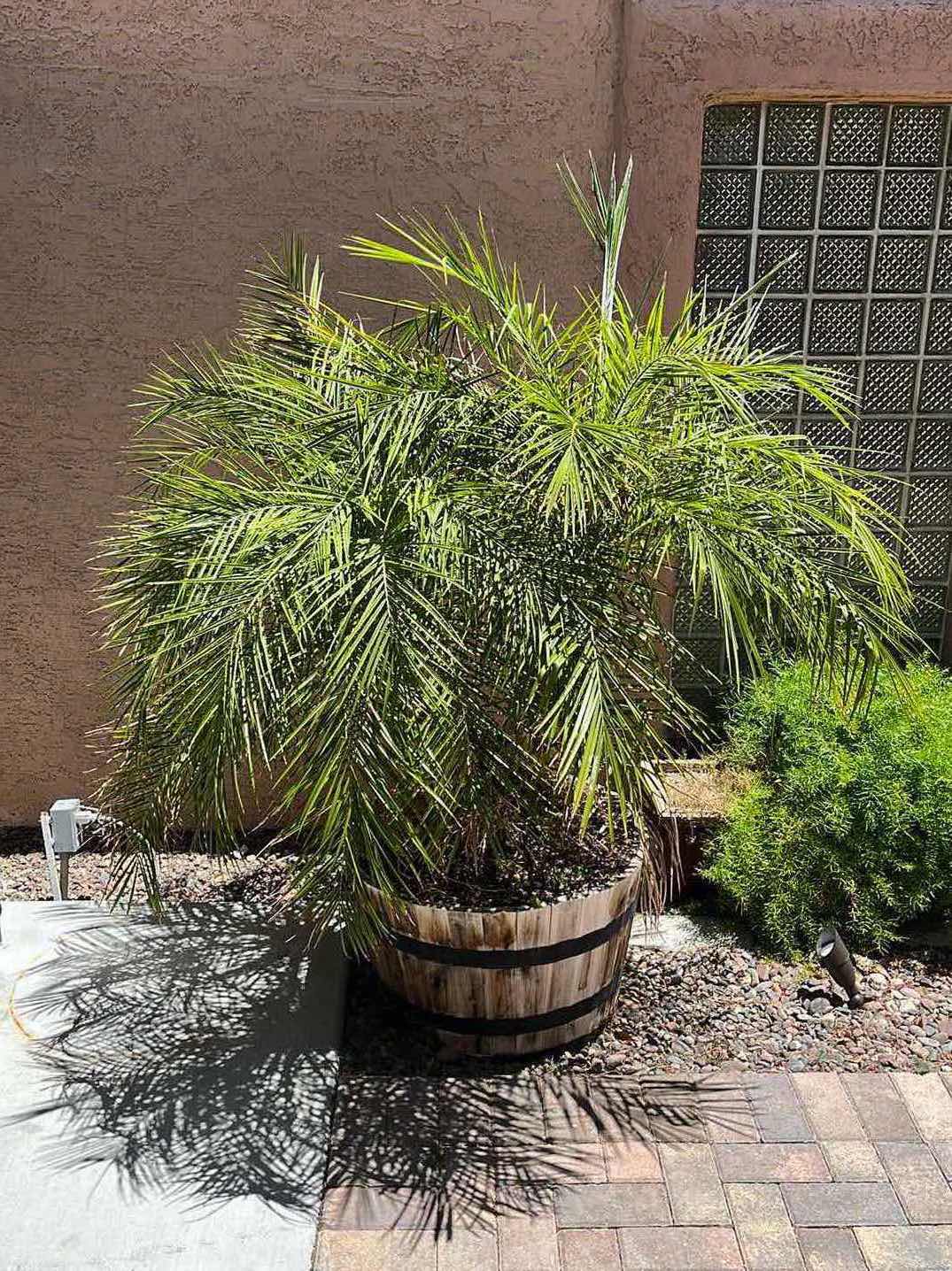 Photo 1 of LIVE DWARF PALM TREE H71” W RUSTIC WOOD PLANTER POT 27” X 16” (READ NOTES)