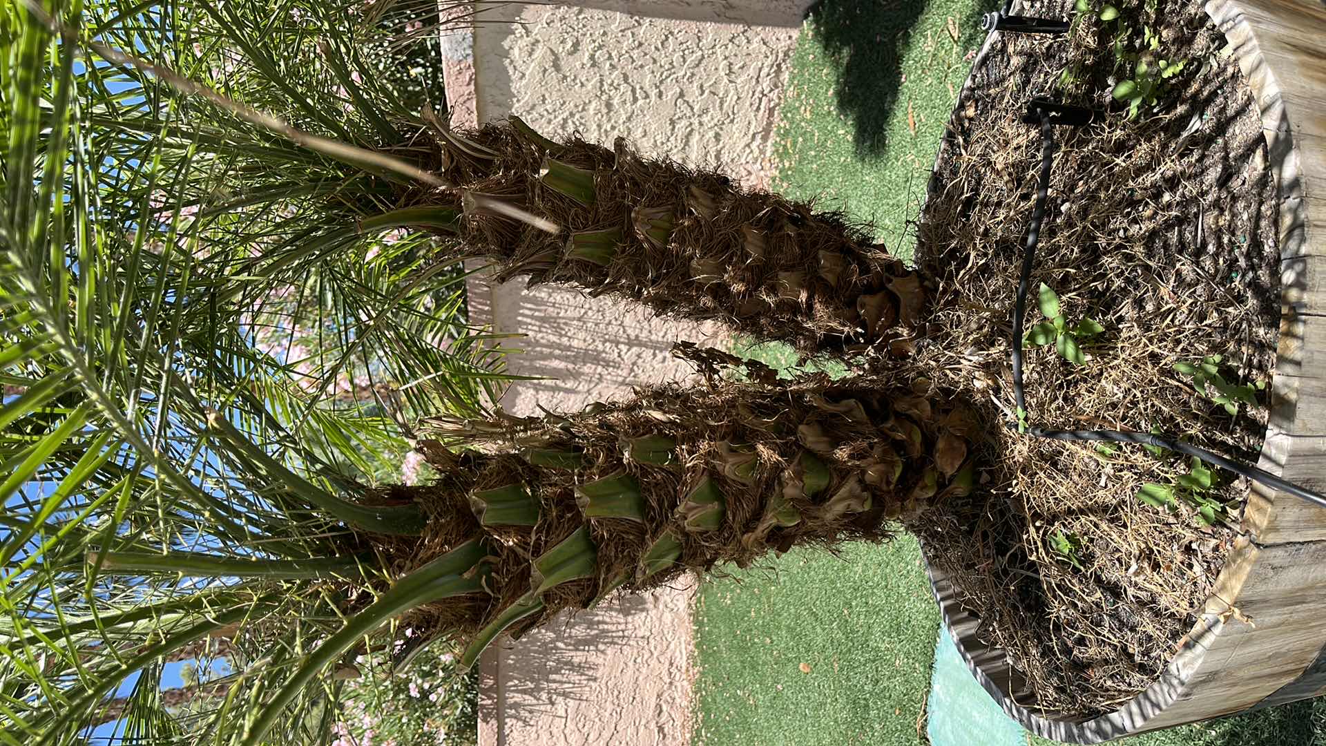 Photo 2 of LIVE DWARF PALM TREE H62” W RUSTIC WOOD PLANTER POT 27” X 16” (READ NOTES)