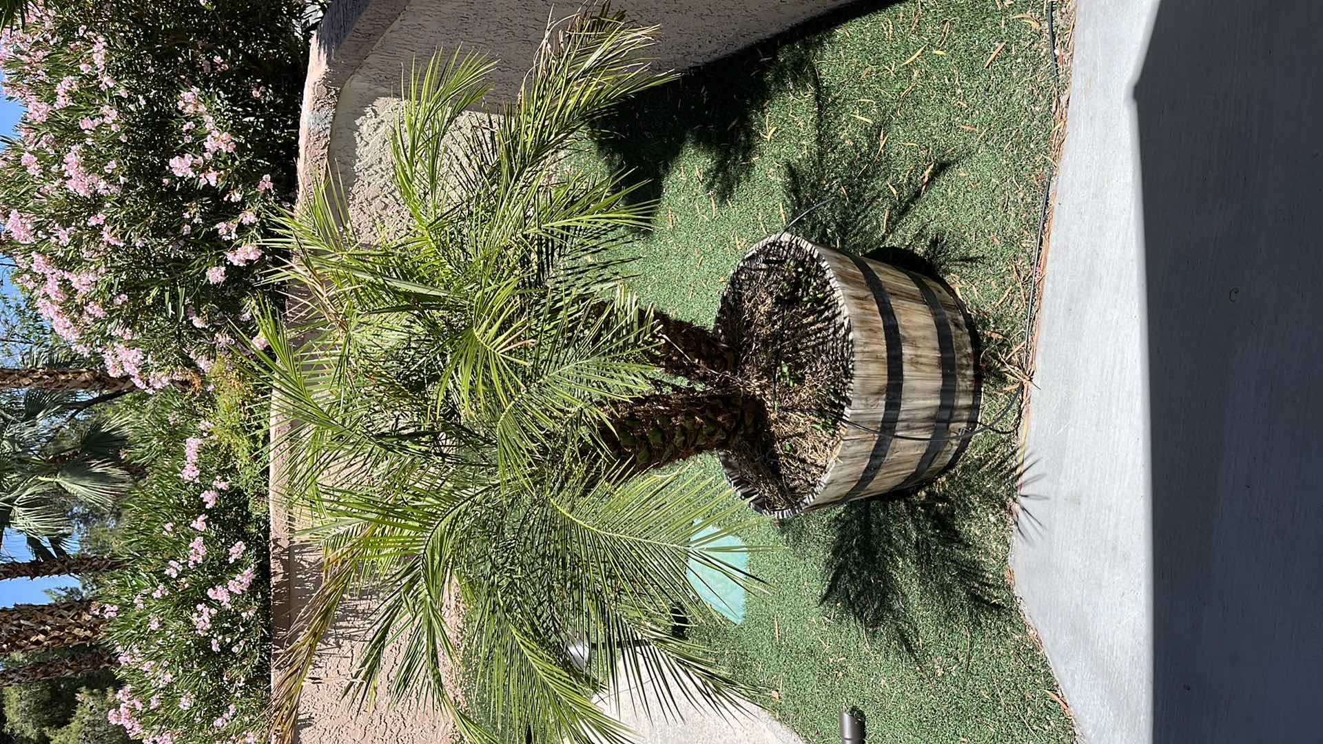 Photo 1 of LIVE DWARF PALM TREE H62” W RUSTIC WOOD PLANTER POT 27” X 16” (READ NOTES)