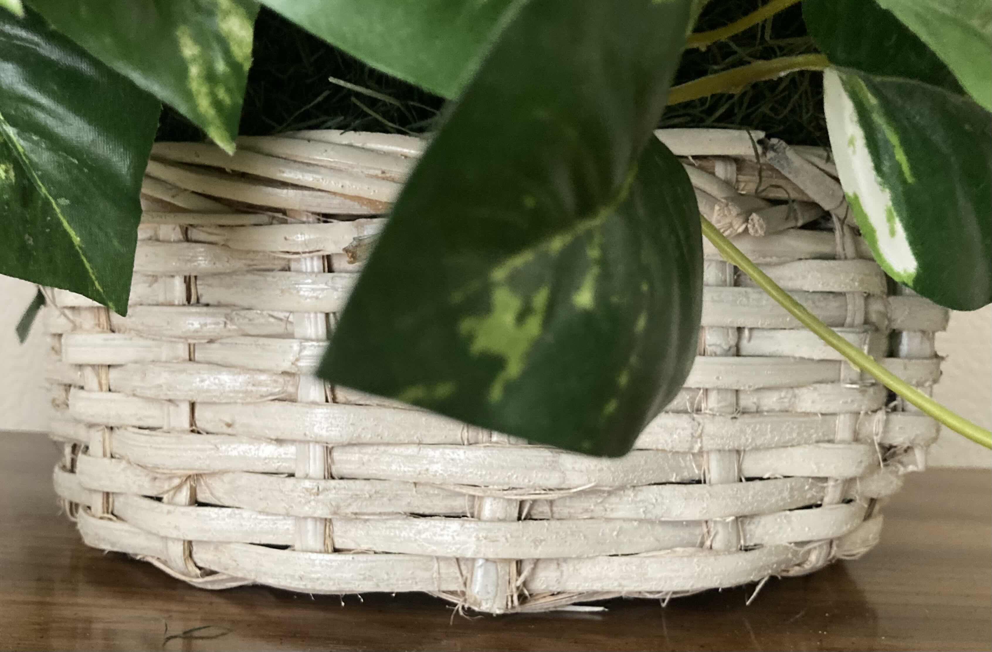 Photo 3 of GOLDEN POTHOS ARTIFICIAL DECORATIVE PLANT W WHITE RATTAN BASKET H17”